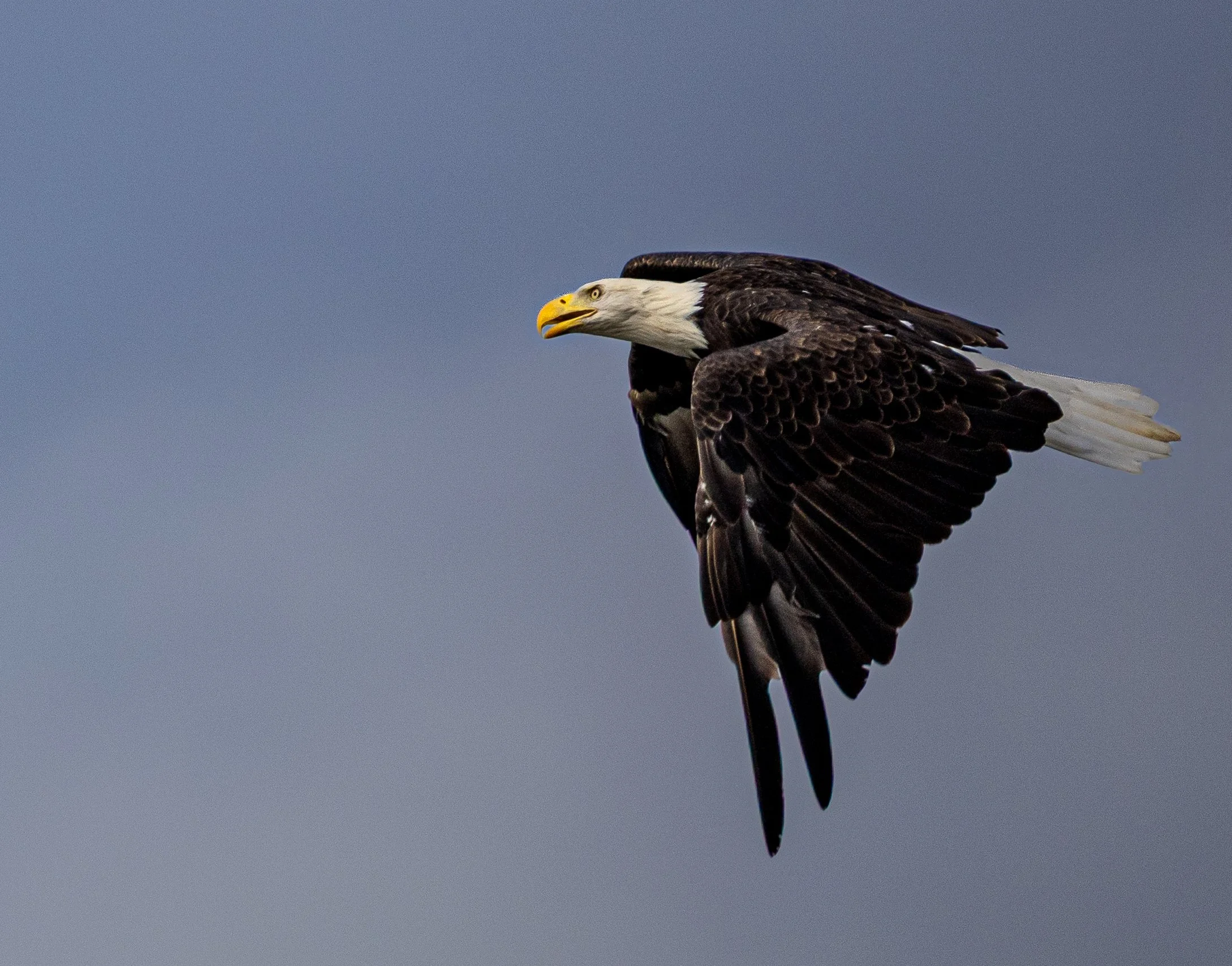 Eagle 1_7850_r2.jpg