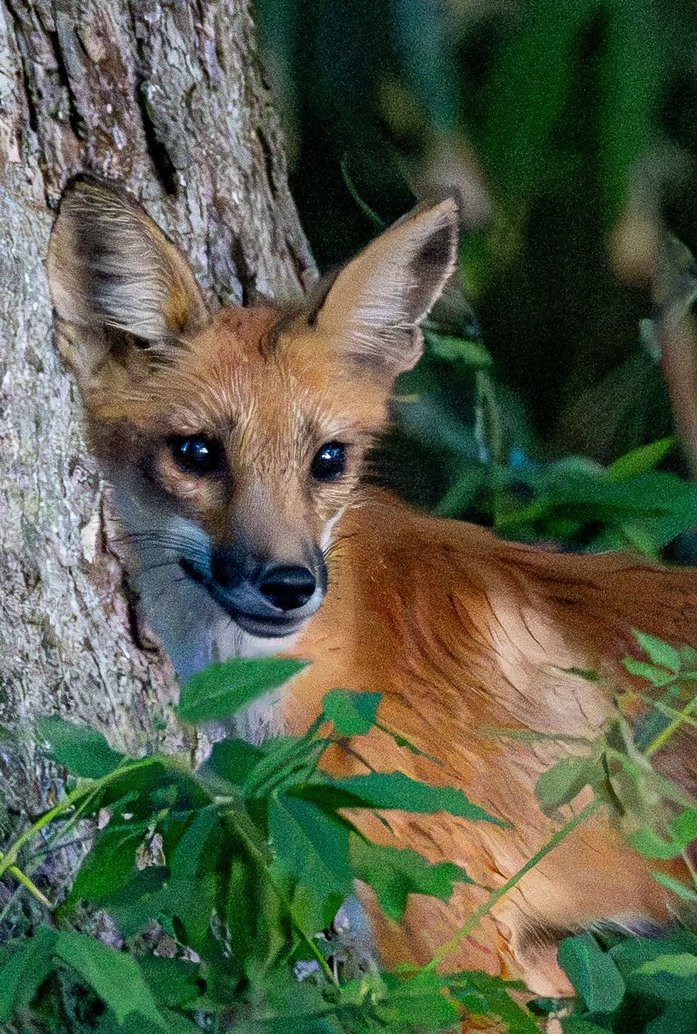 red fox_oxford_4.jpg