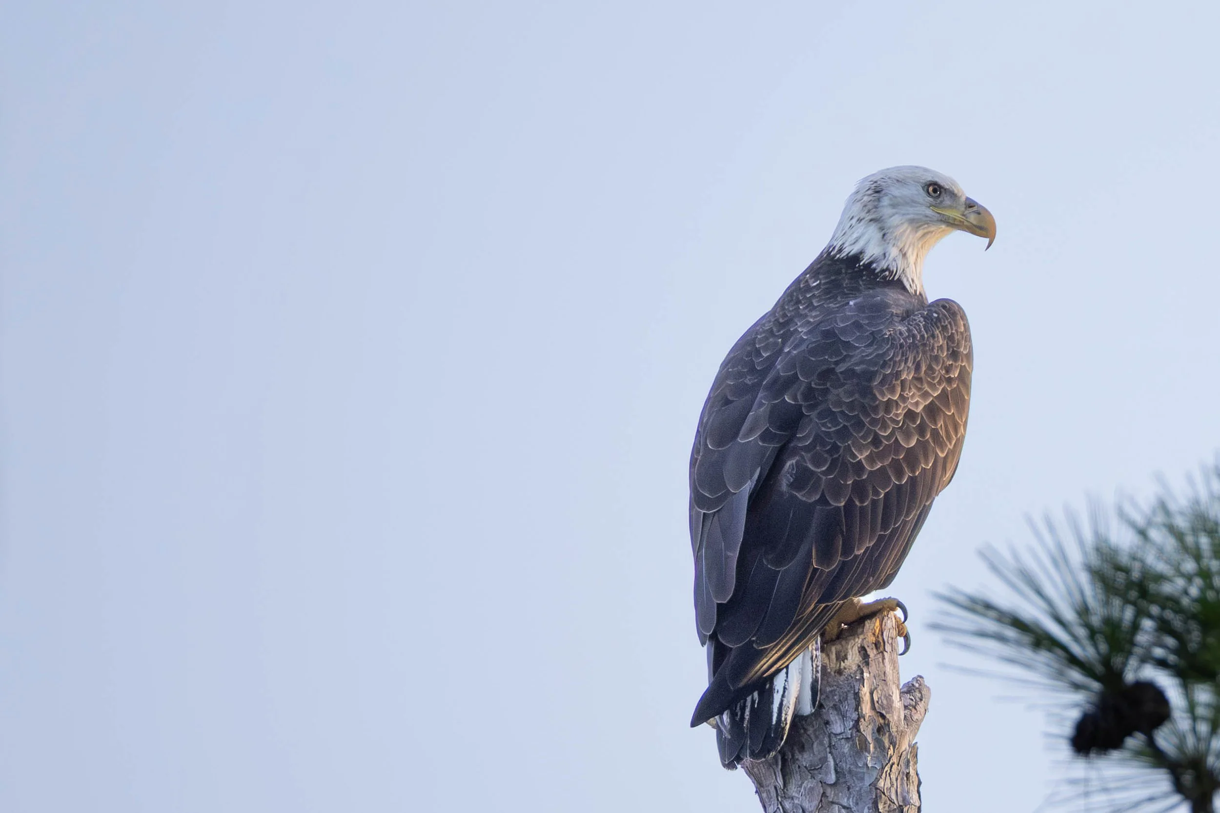 perched eagle_921-2.jpg