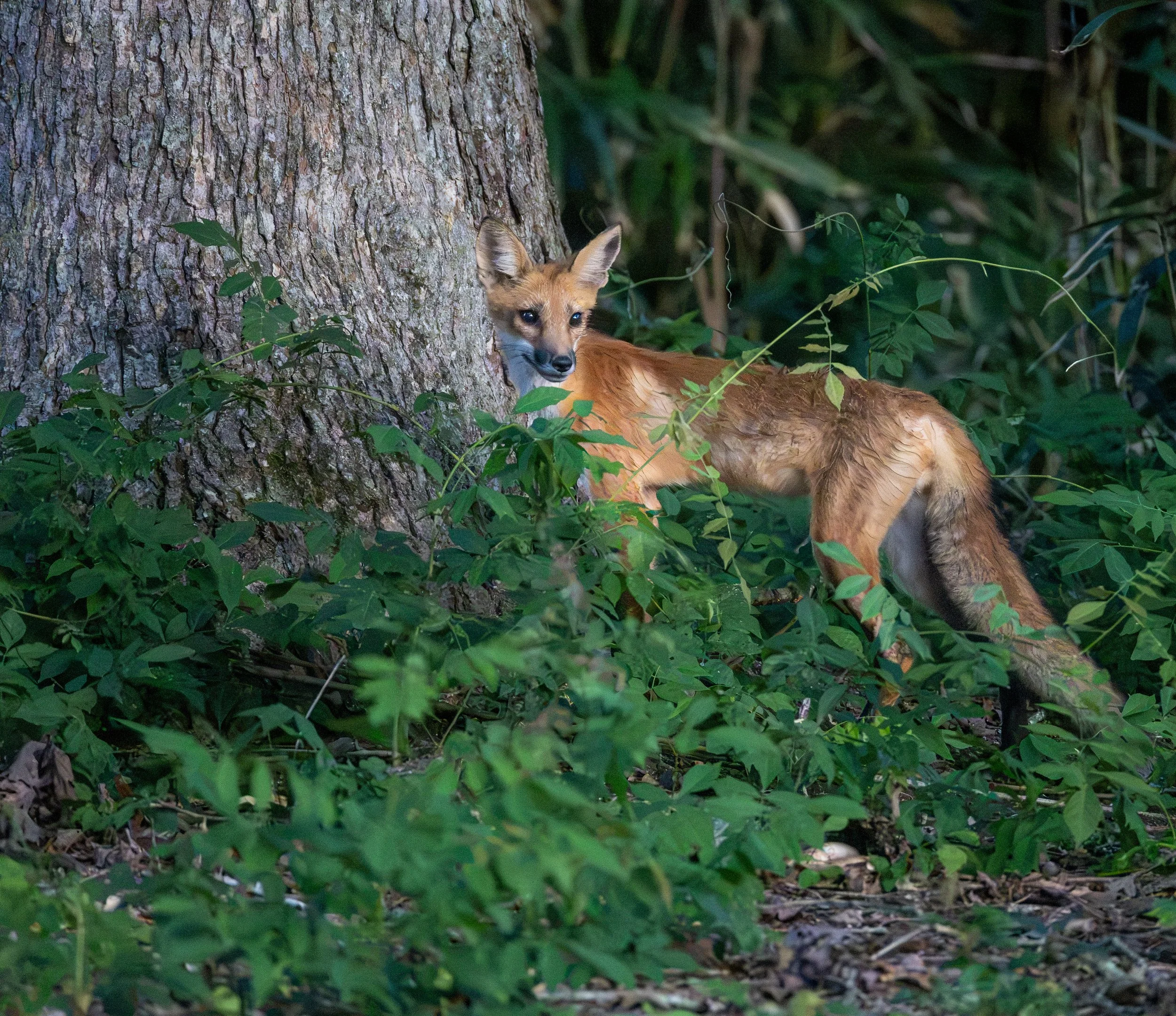 red fox_oxford_5.jpg