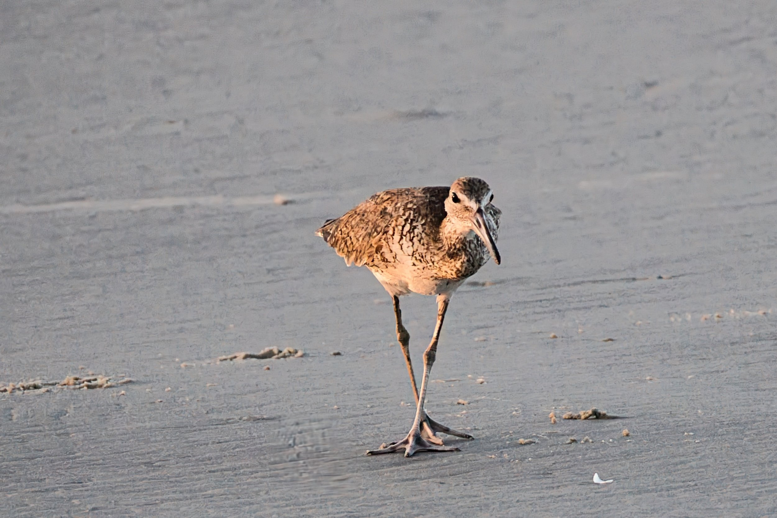 Wading, Shore, and Other Birds