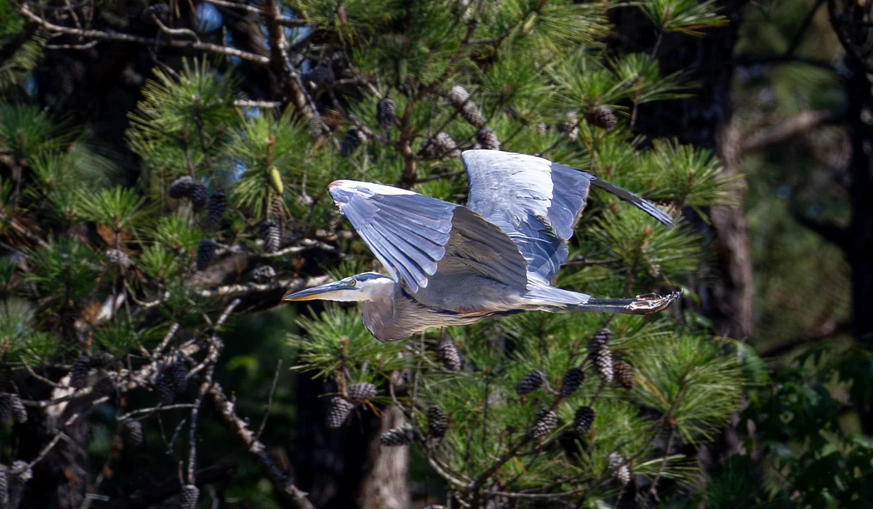 blue heron_flight 2.jpg