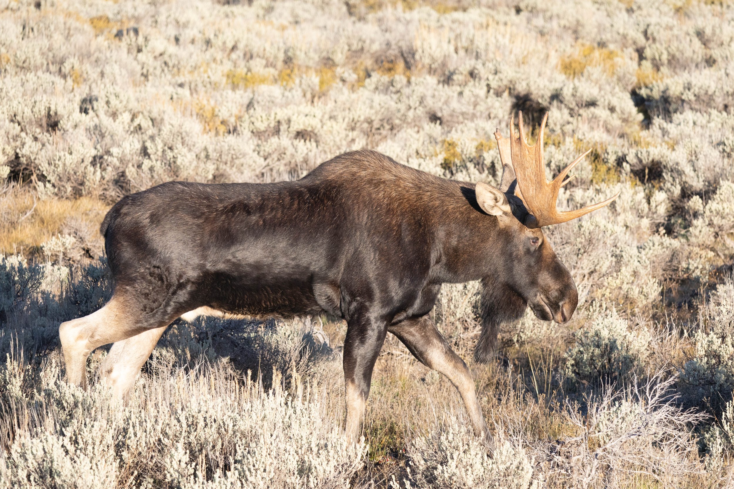 moose walk - yellowstone.jpg