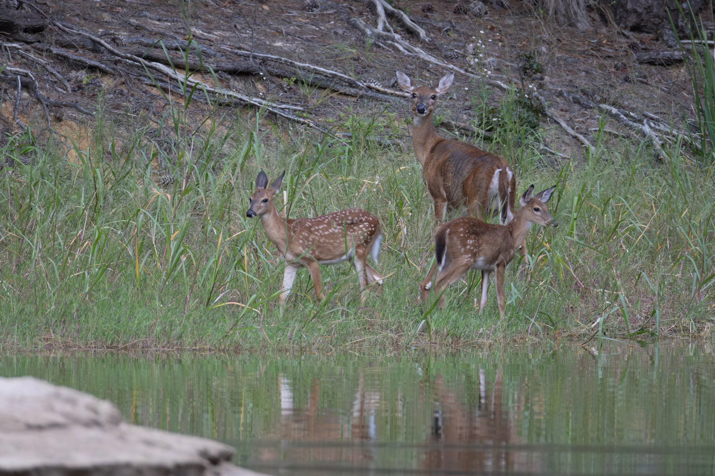 fawns with momma.jpg