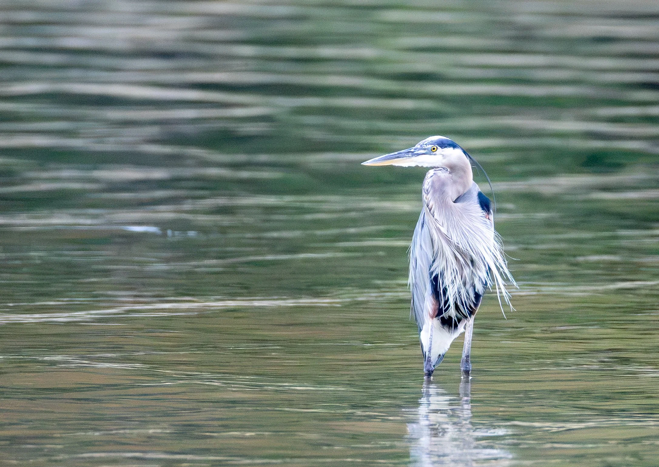 blue heron_fishing.jpg