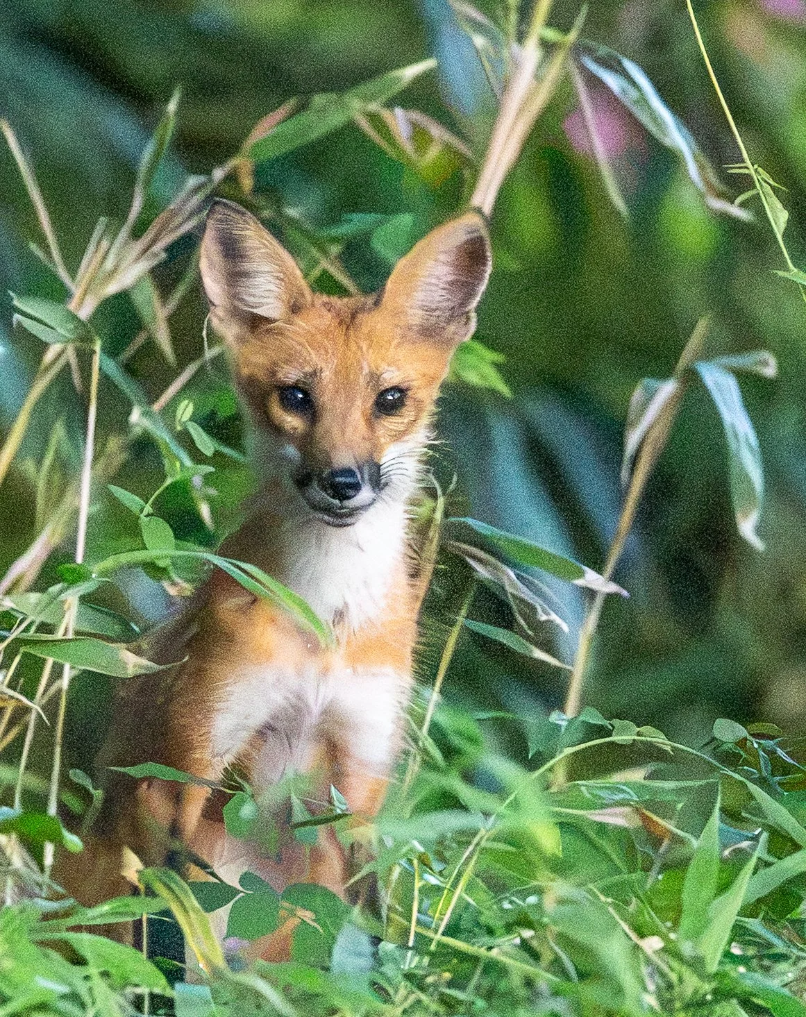 Fox_Mom_July_8044_final.jpg