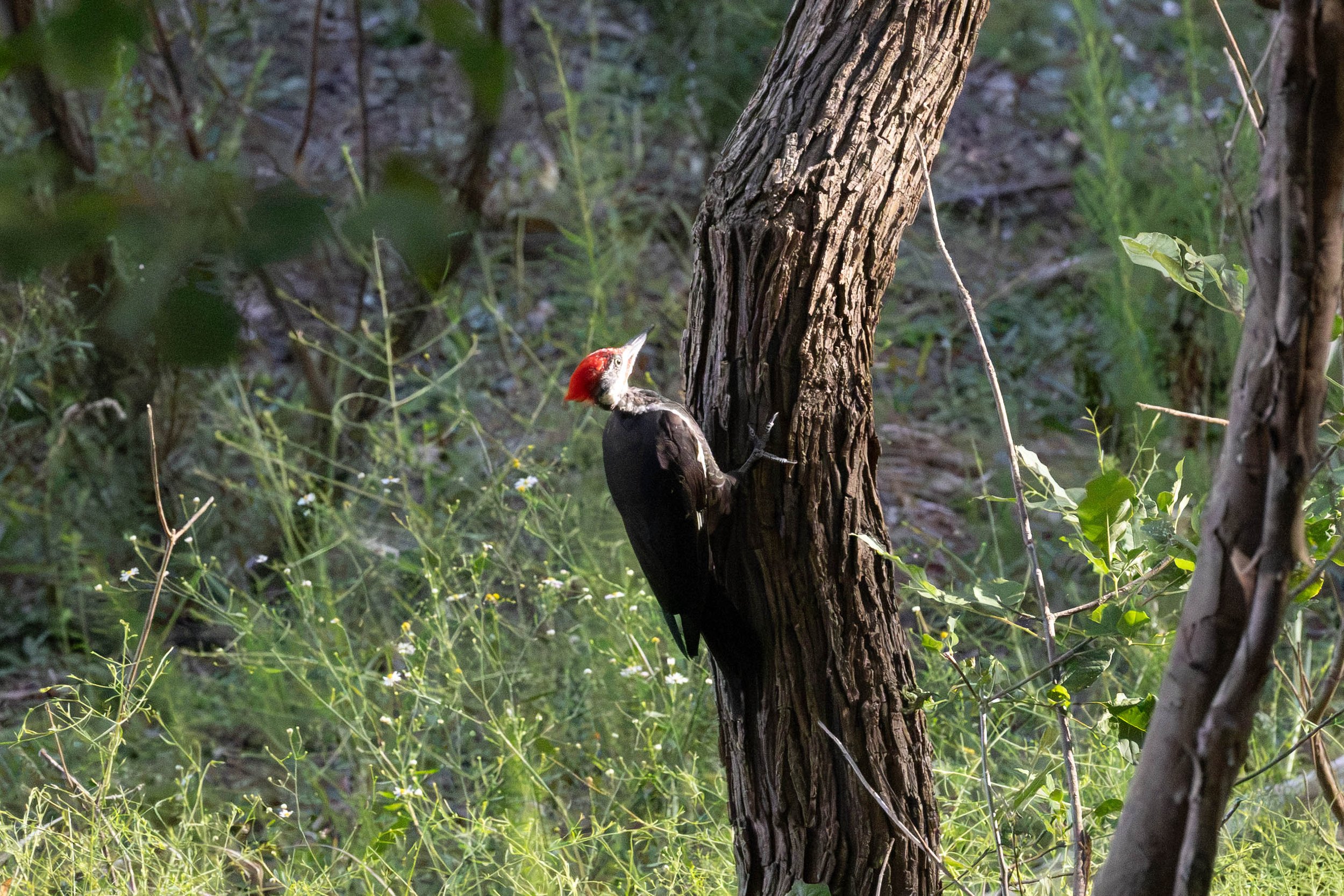 woodpecker-1.jpg