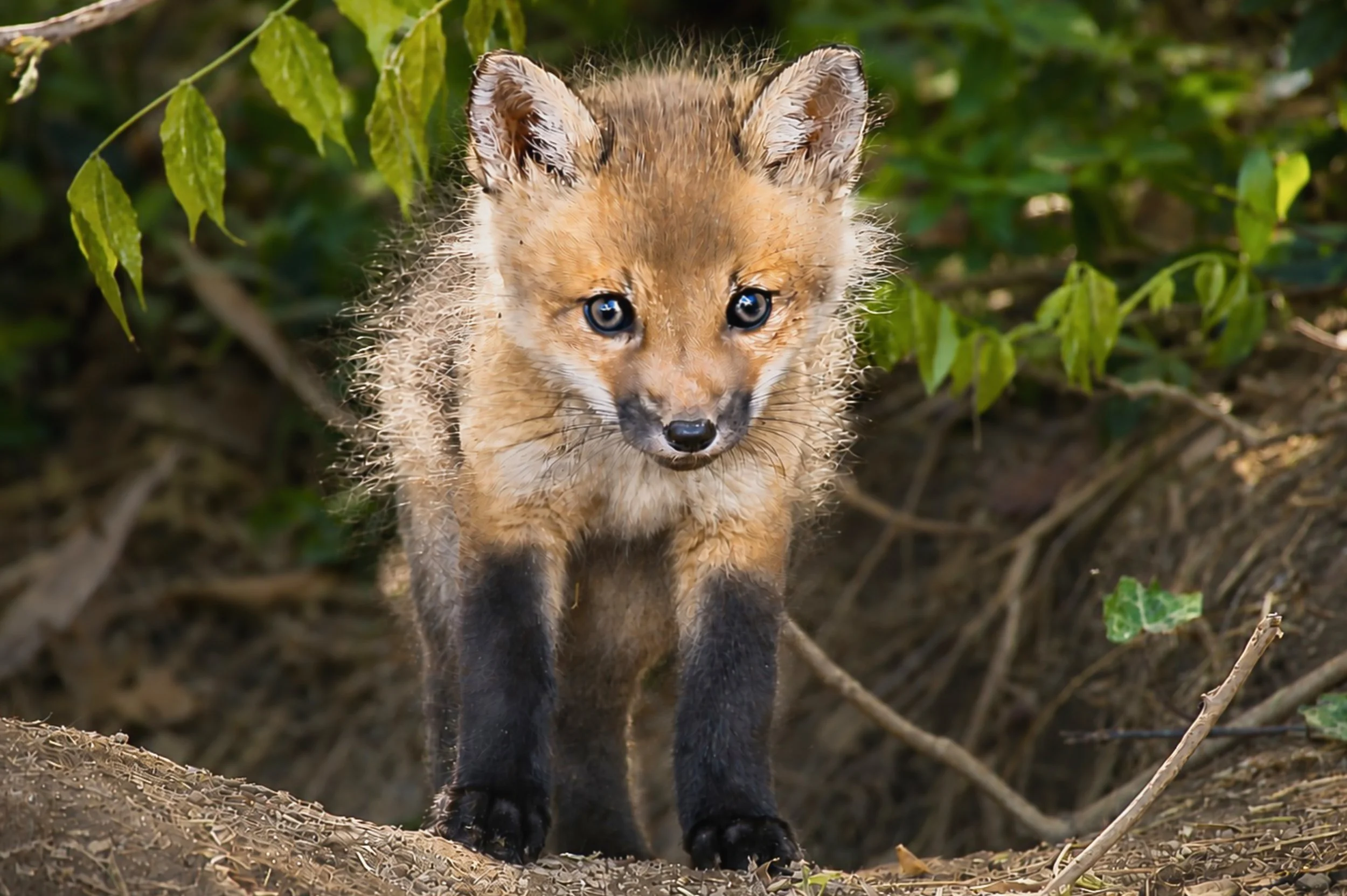 THE FOX FAMILY