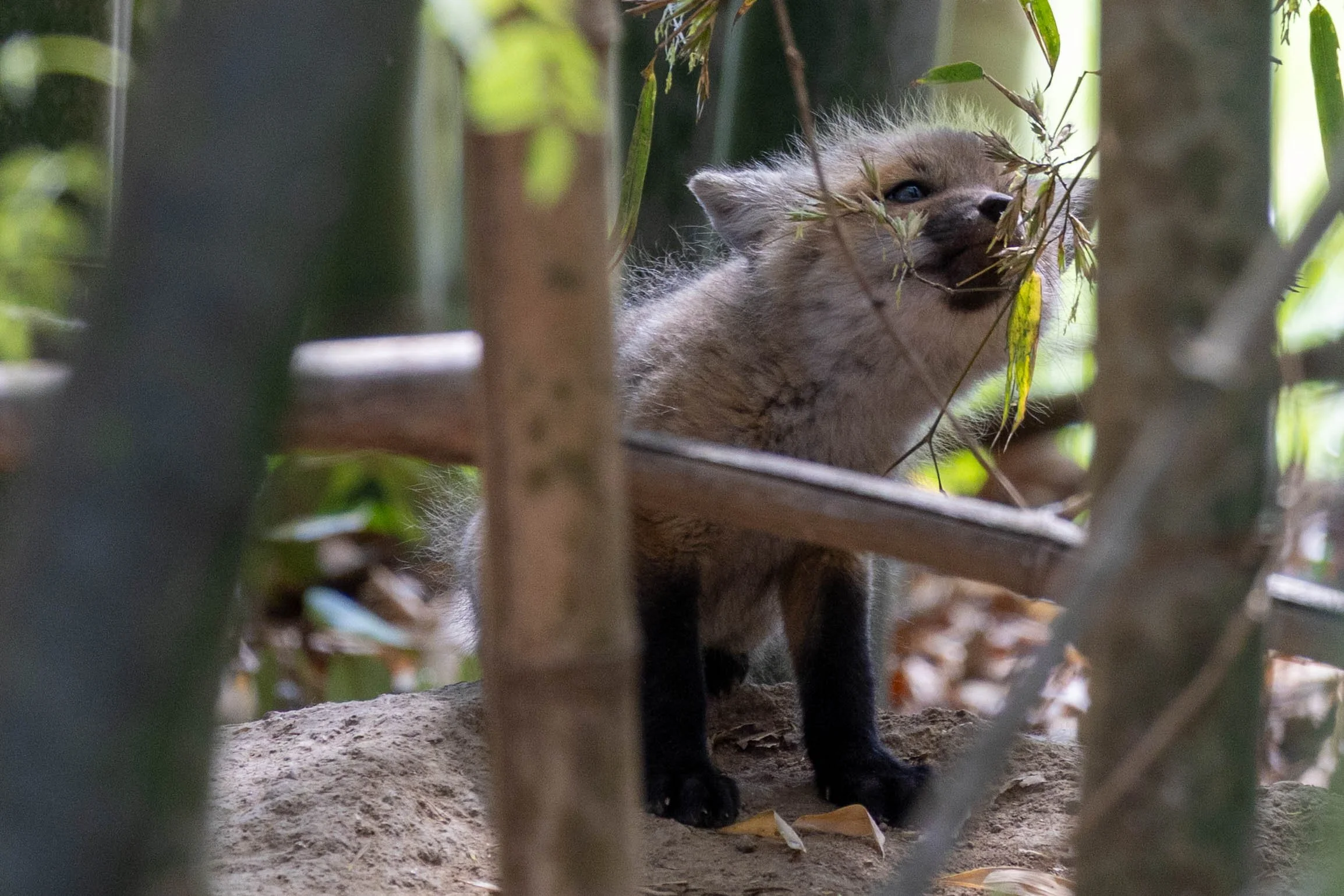 fox kits newborn-3.jpg