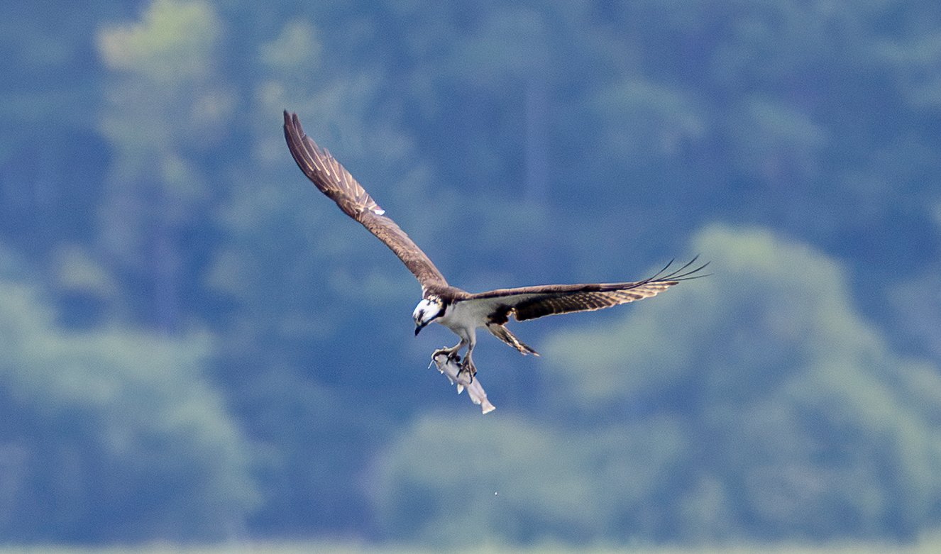 Osprey_dinner delivery_2.jpg