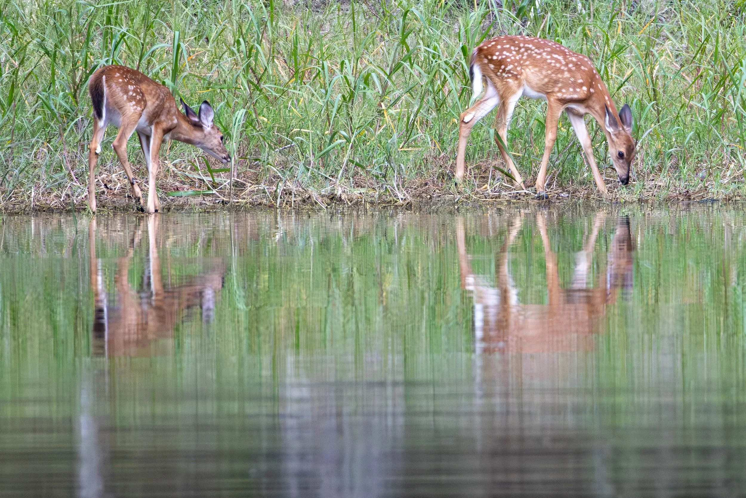 fawns - two reflections.jpg