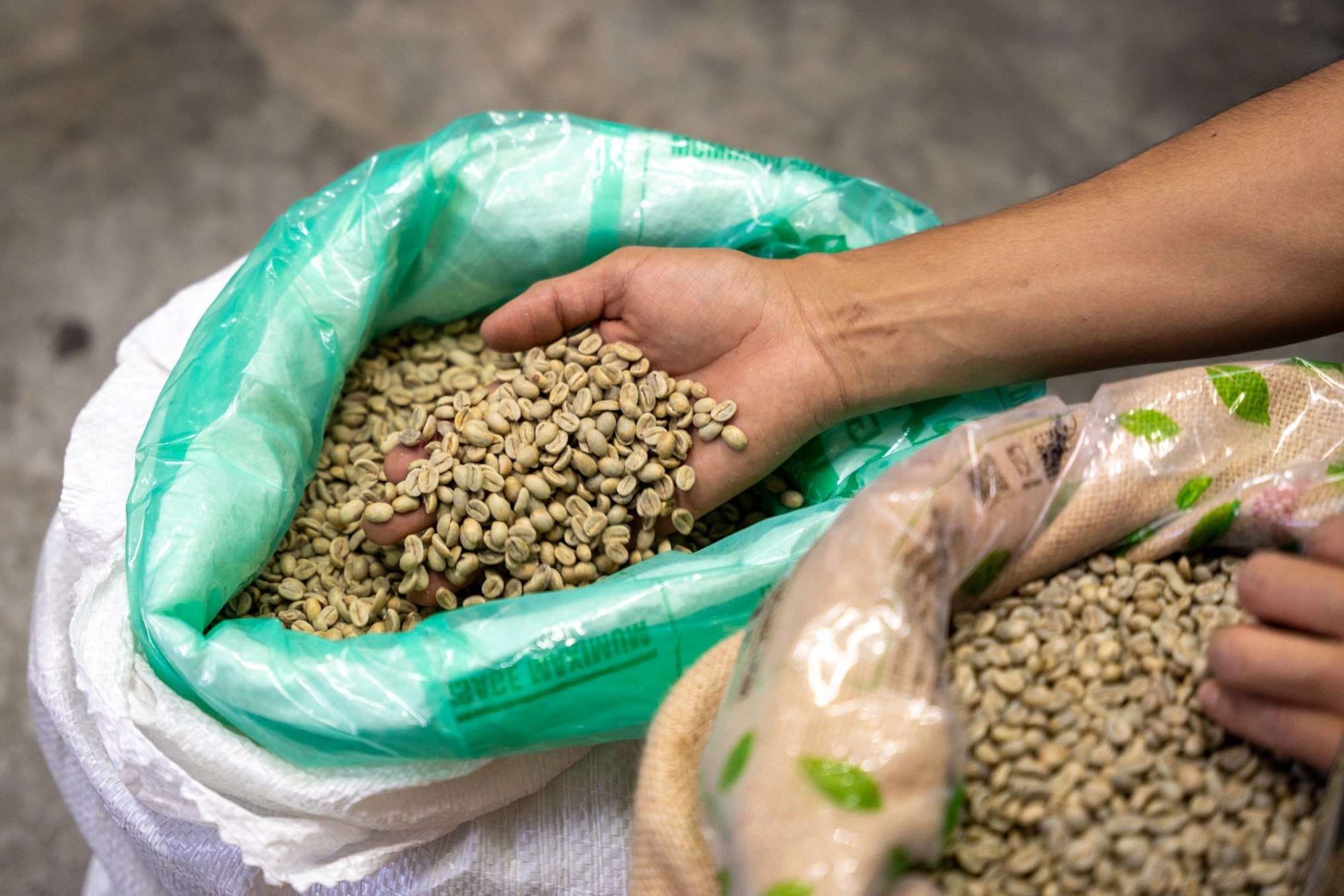 Hand holding unroasted coffee beans in a green plastic bag, with more beans and a burlap sack in the background.