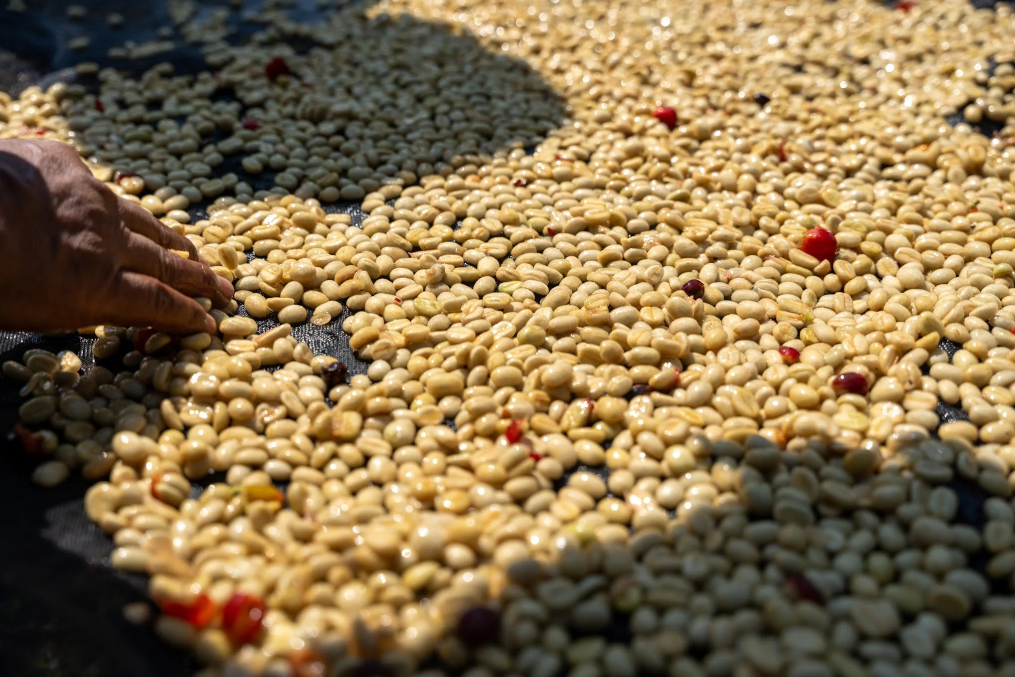 Close-up of green coffee beans laid out on a surface with some red and dark purple berries scattered among them, sunlight shining on the beans.