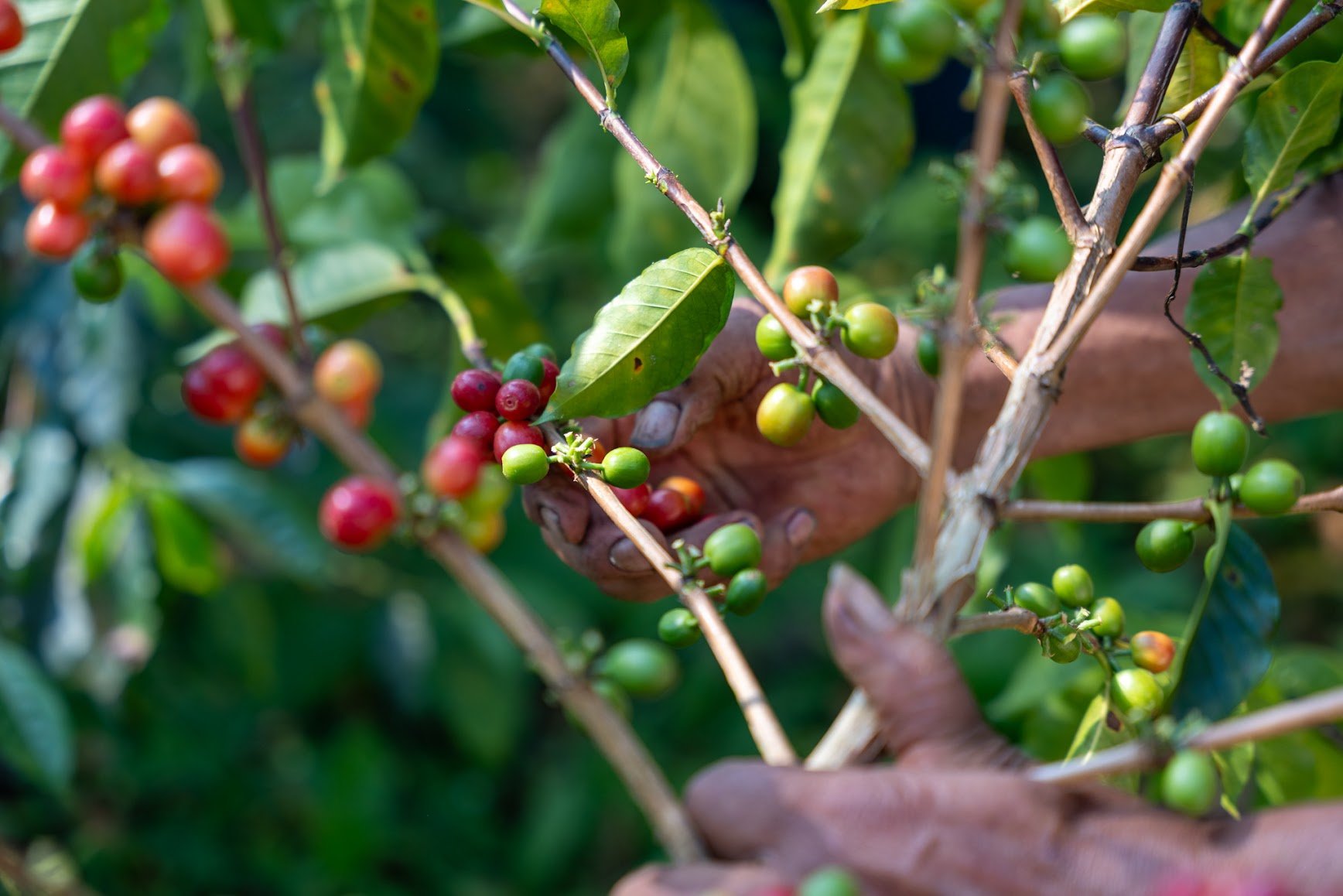 Why You Should Care Where Your Coffee Comes From
