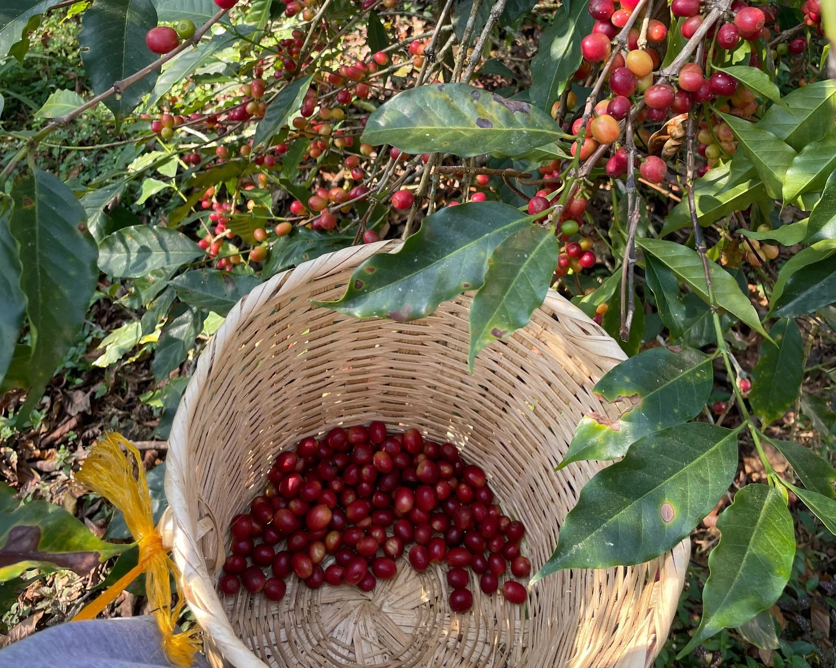 A wicker basket filled with red and yellow coffee cherries held among green leaves.