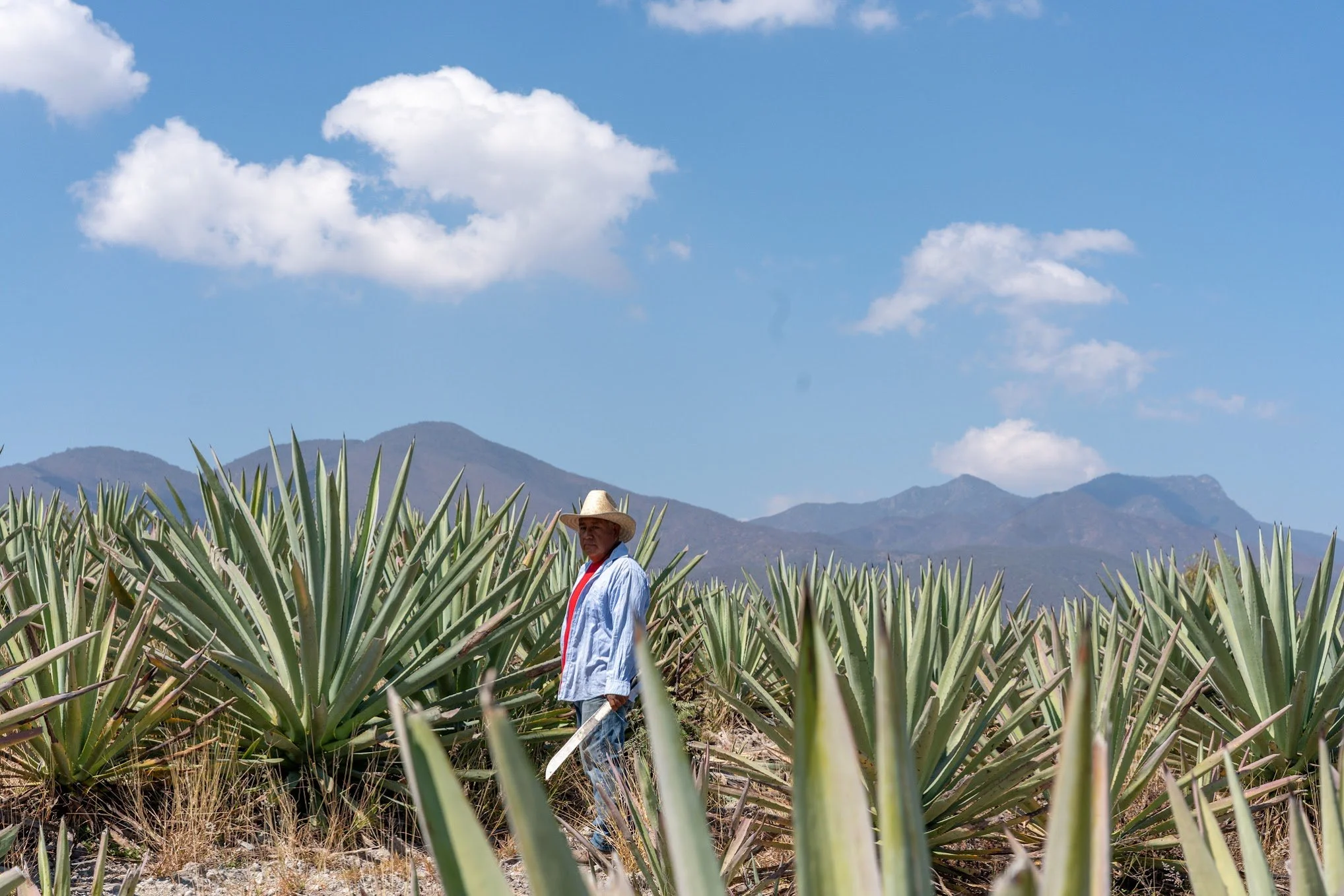 A man wearing a straw hat and light-colored clothing stands in a field of agave plants with mountains in the background and a blue sky with clouds overhead.