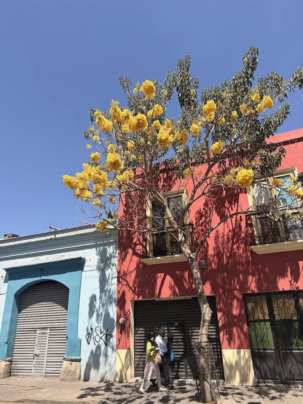 Colorful street scene with a pink building, blue building, and a tall tree with yellow flowers casting shadows. Two people are walking on the sidewalk.
