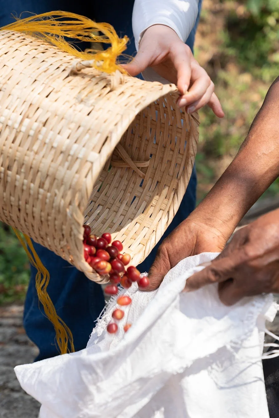 Person pouring freshly harvested red coffee cherries from a basket into a sack.