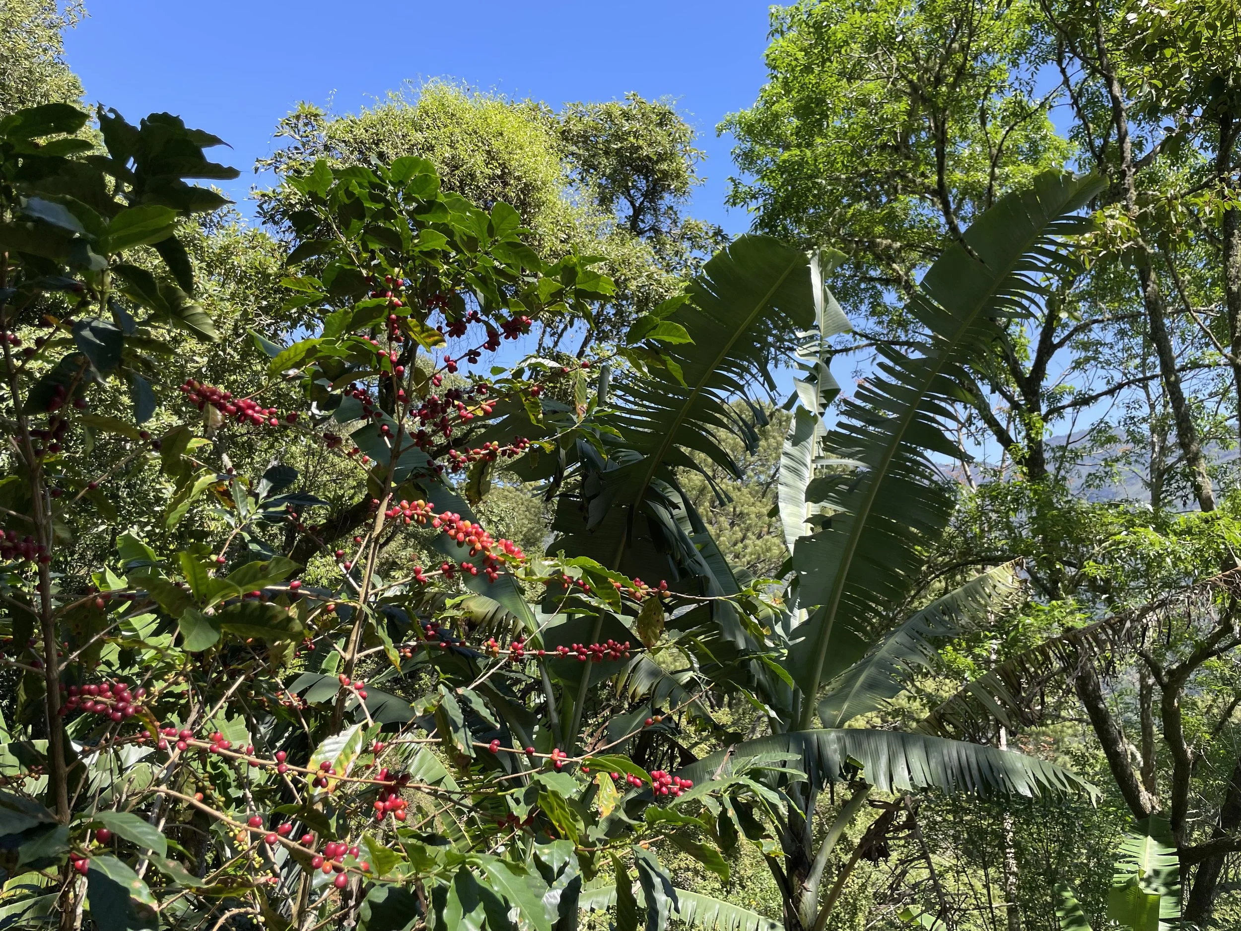 Tropical plants with red berries and lush green foliage under a clear blue sky.