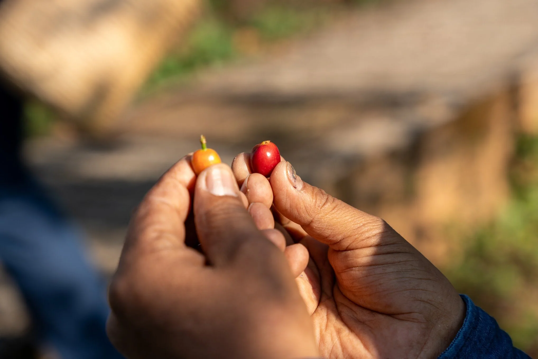 A person with tanned, weathered hands holds two coffee cherries, one yellow and one red, outdoors with blurred natural background.