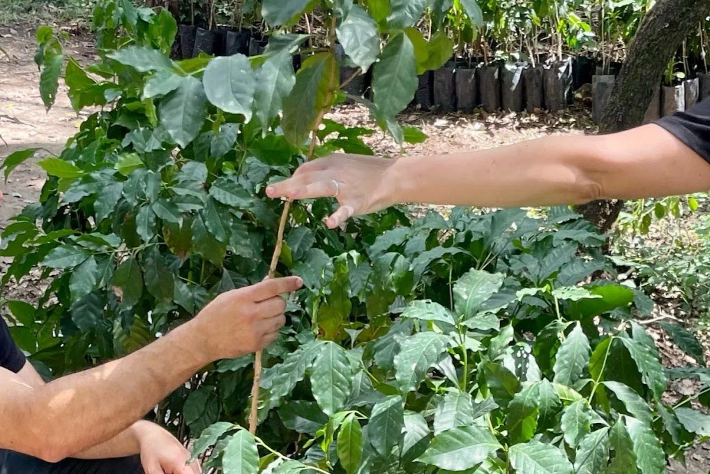 Two people examine a coffee plant, holding a branch with coffee cherries in a lush, green outdoor setting.