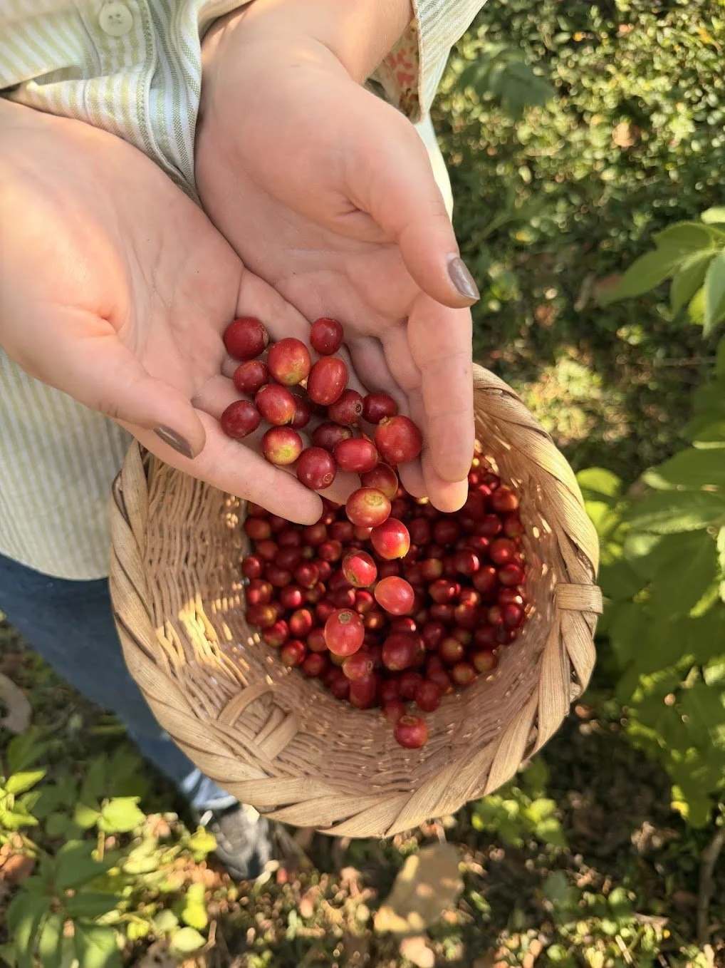 Hands holding red coffee cherries over a woven basket filled with more cherries, outdoors with green foliage in the background.