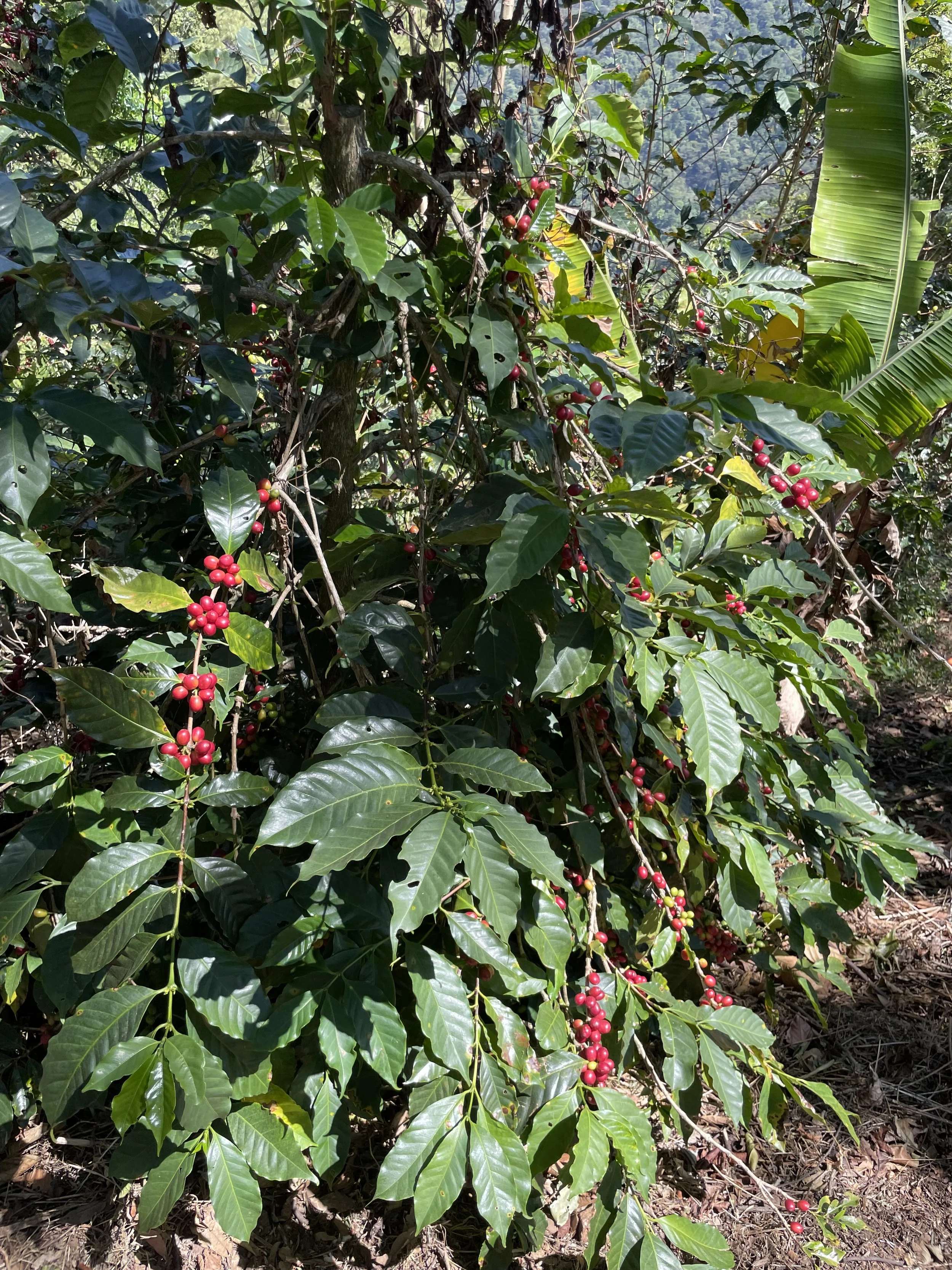 A coffee plant with green leaves and clusters of red ripe coffee cherries in a natural outdoor setting.
