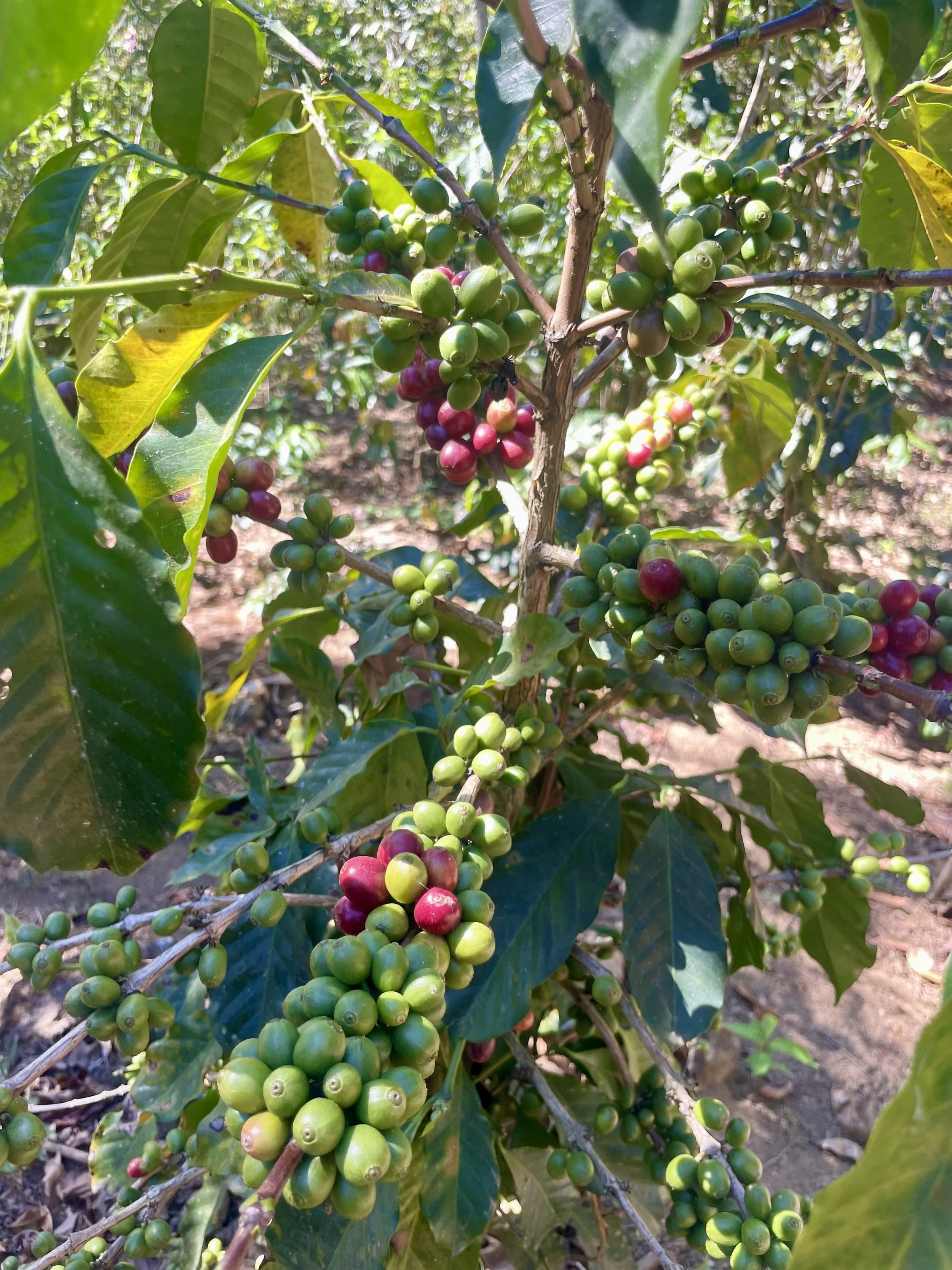 Green and red coffee cherries growing on a coffee plant branch, surrounded by green leaves in a sunny outdoor setting.