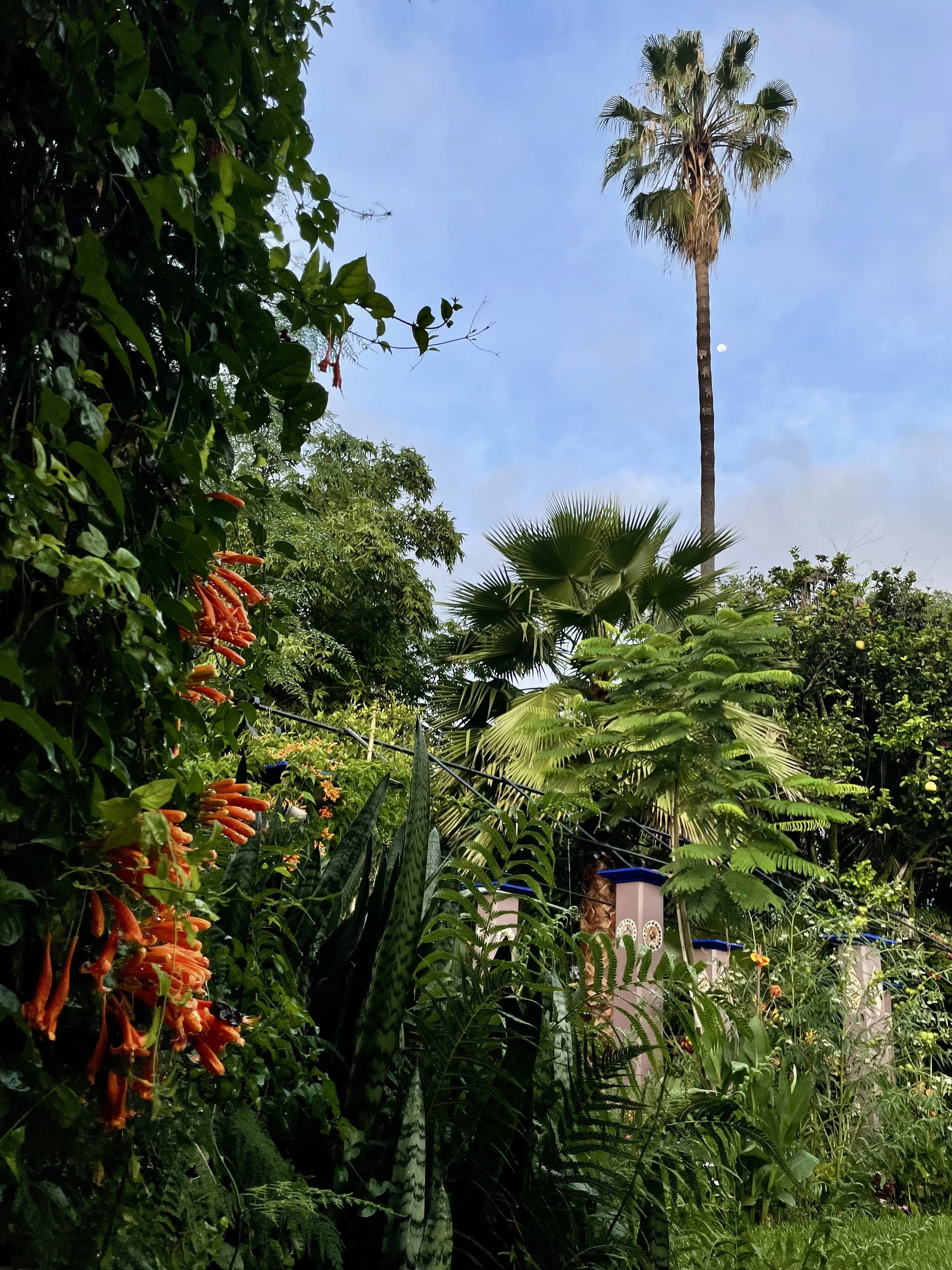 A lush garden with various green plants and trees, including a tall palm tree, under a partly cloudy sky with the moon visible.