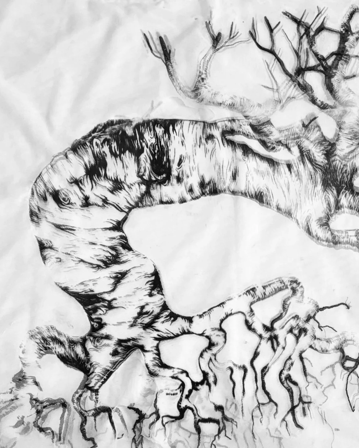 Black and white sketch of a tree with detailed bark and branches, showing roots extending into the ground.