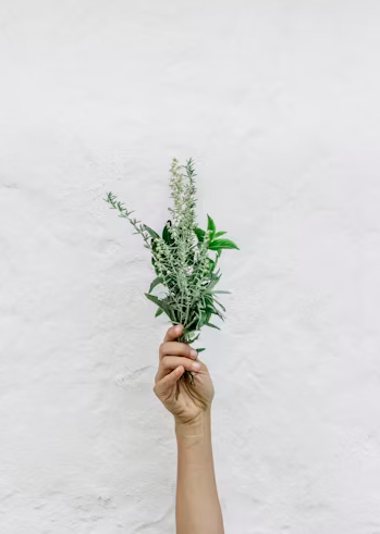 A hand holding a small bouquet of green and white herbs or plants against a white background.