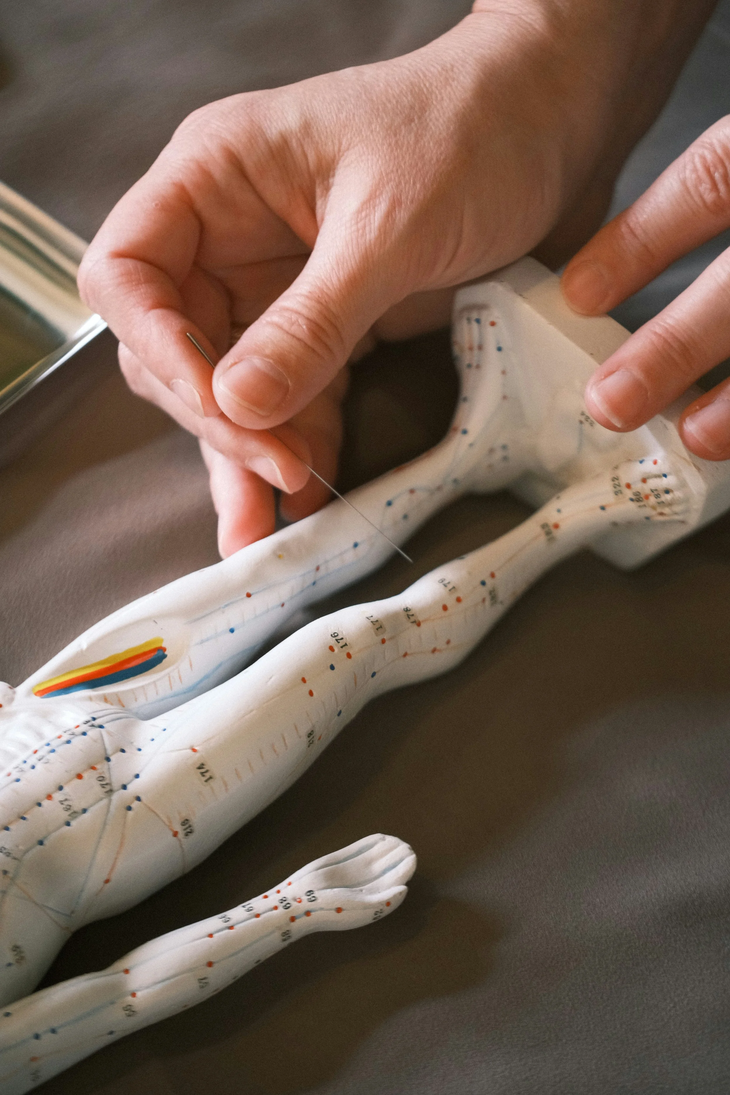 A human hand uses an acupuncture needle to point to an anatomical model of acupuncture points