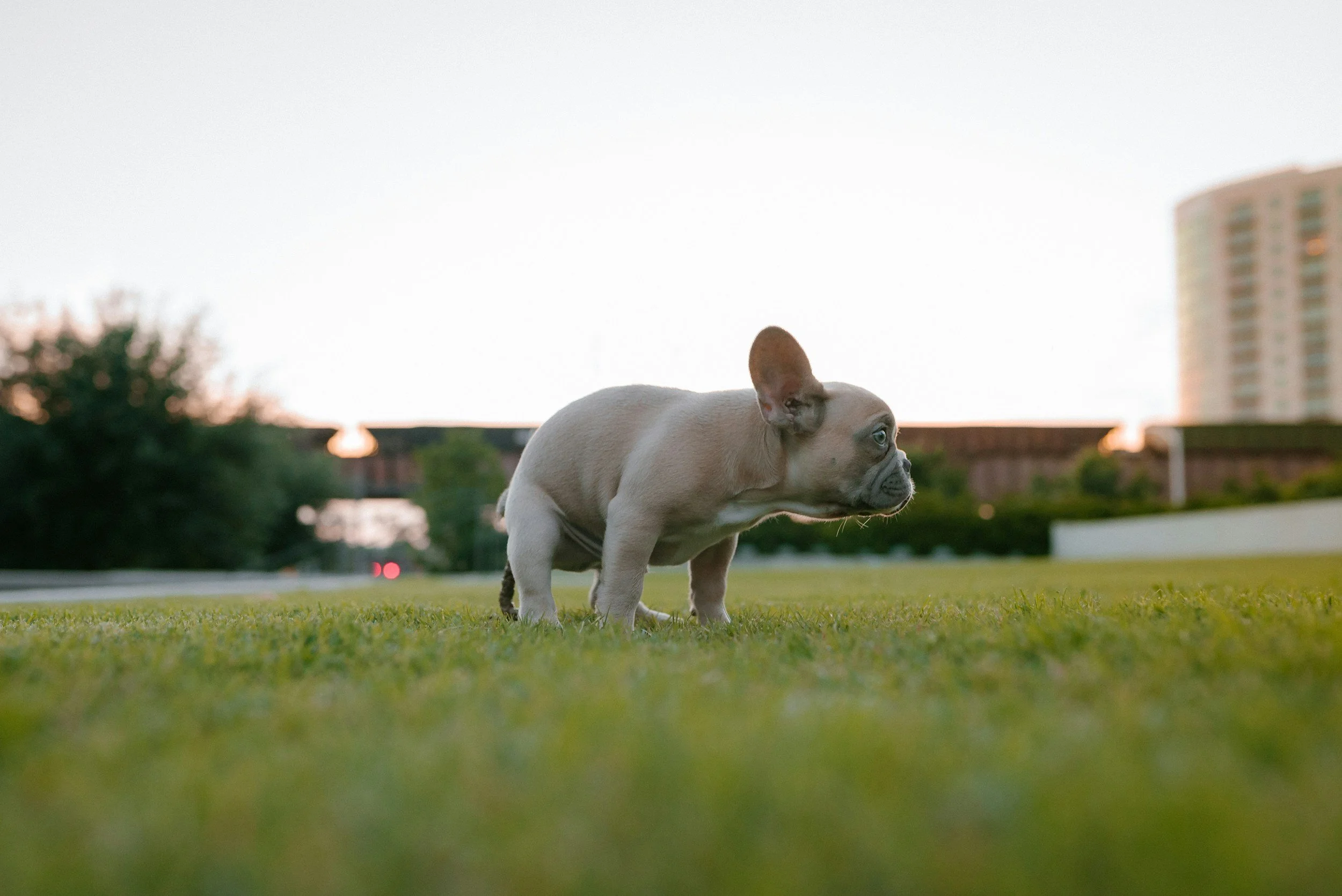 A French Bulldog puppy standing on grass in an urban park during sunset with a tall building in the background.