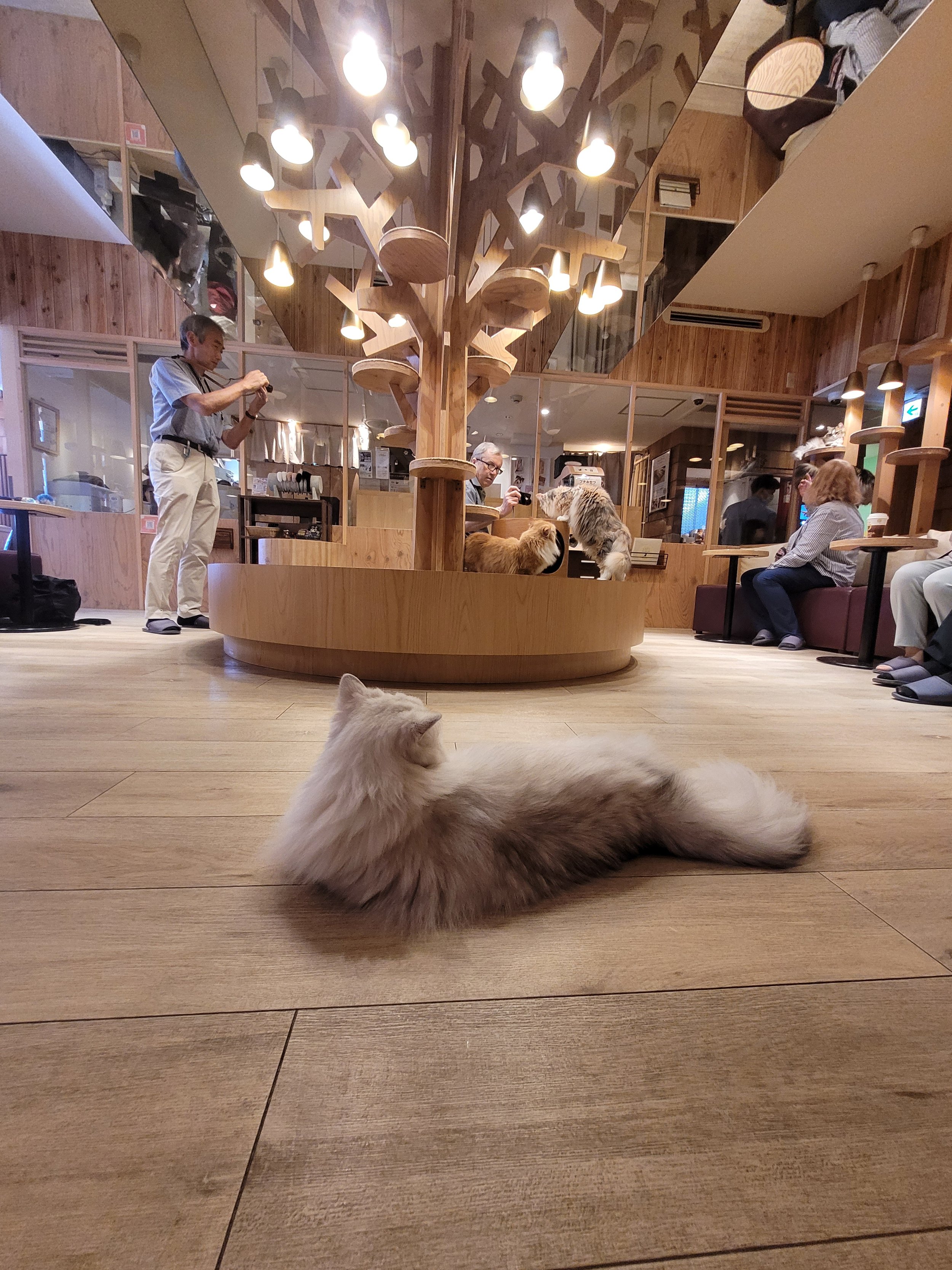 Cat Cafe Mocha [Ikebukuro West Store] - Tokyo, Japan
