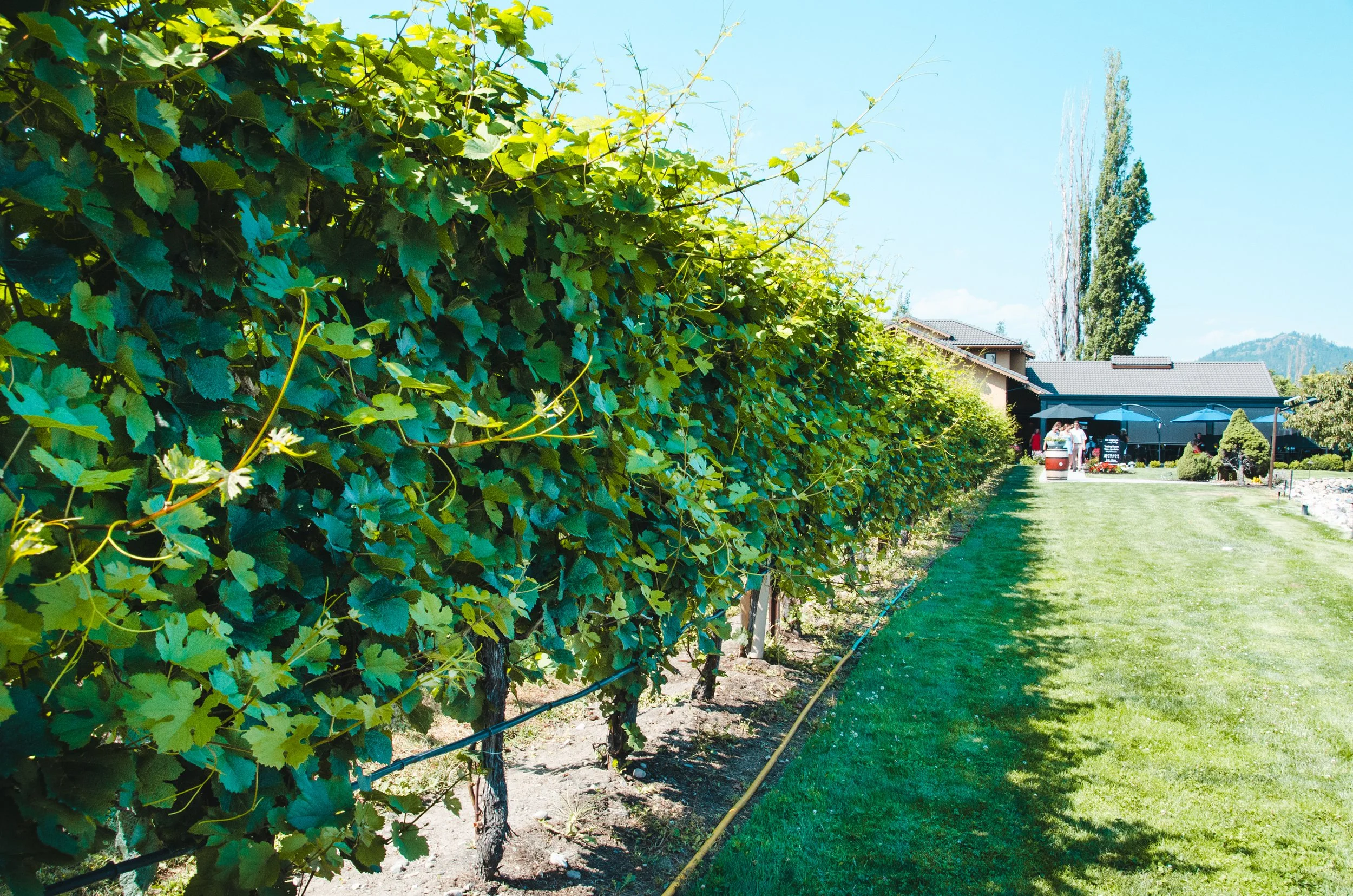 Okanagan August long SM2024-80.jpg