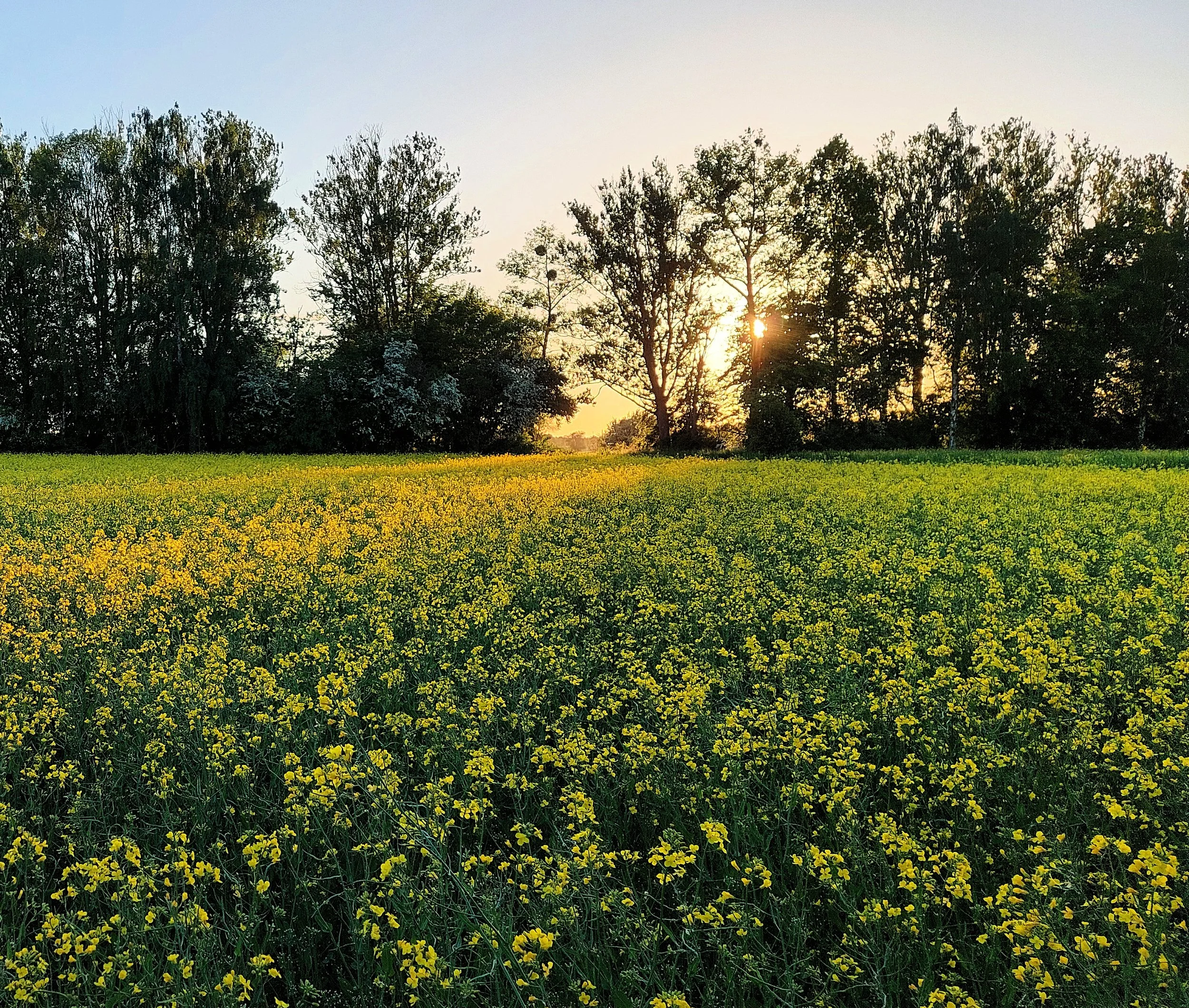 A field of yellow flowers with a line of trees in the background and the sun setting behind the trees.