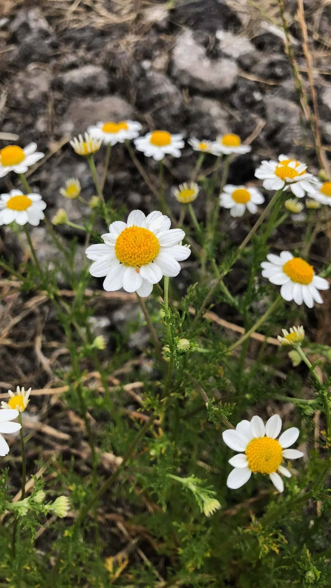 Chamomile Infused Oil Natural Body Care.jpg