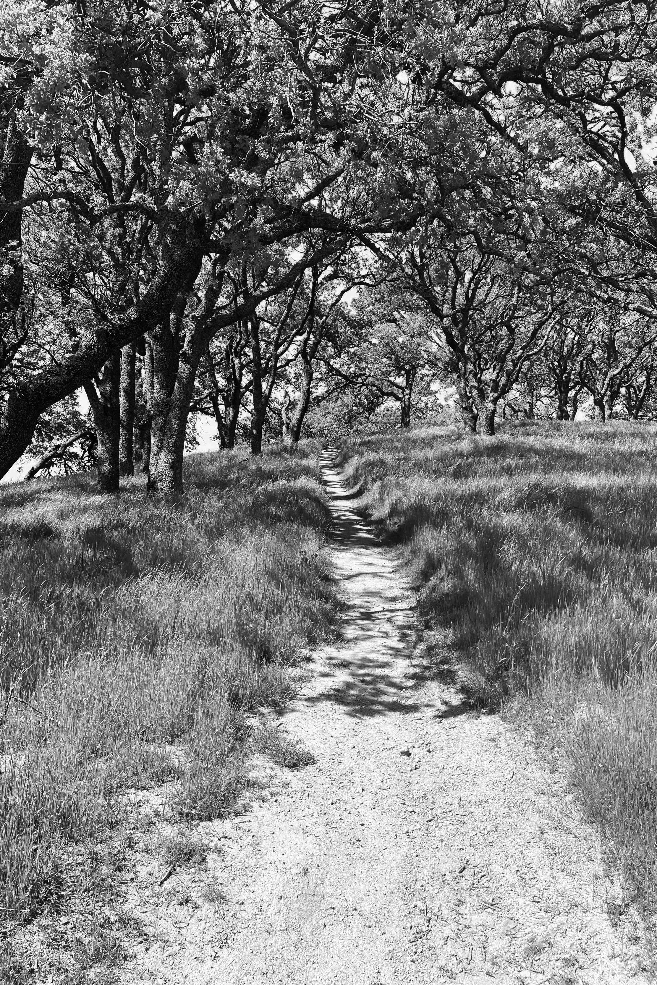 Black and white photograph of a tree-lined dirt path winding through a grassy landscape, with large, mature trees on either side.