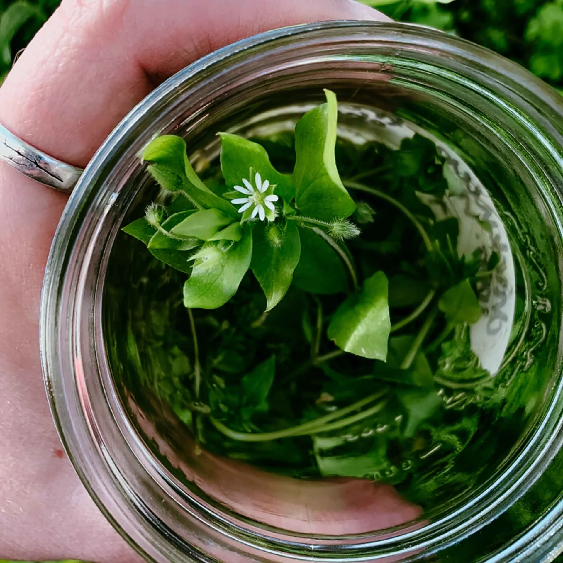 A garden glass jar filled with water, containing green leafy plants and a small white flower, with a person's hand holding the jar. The background shows green foliage.