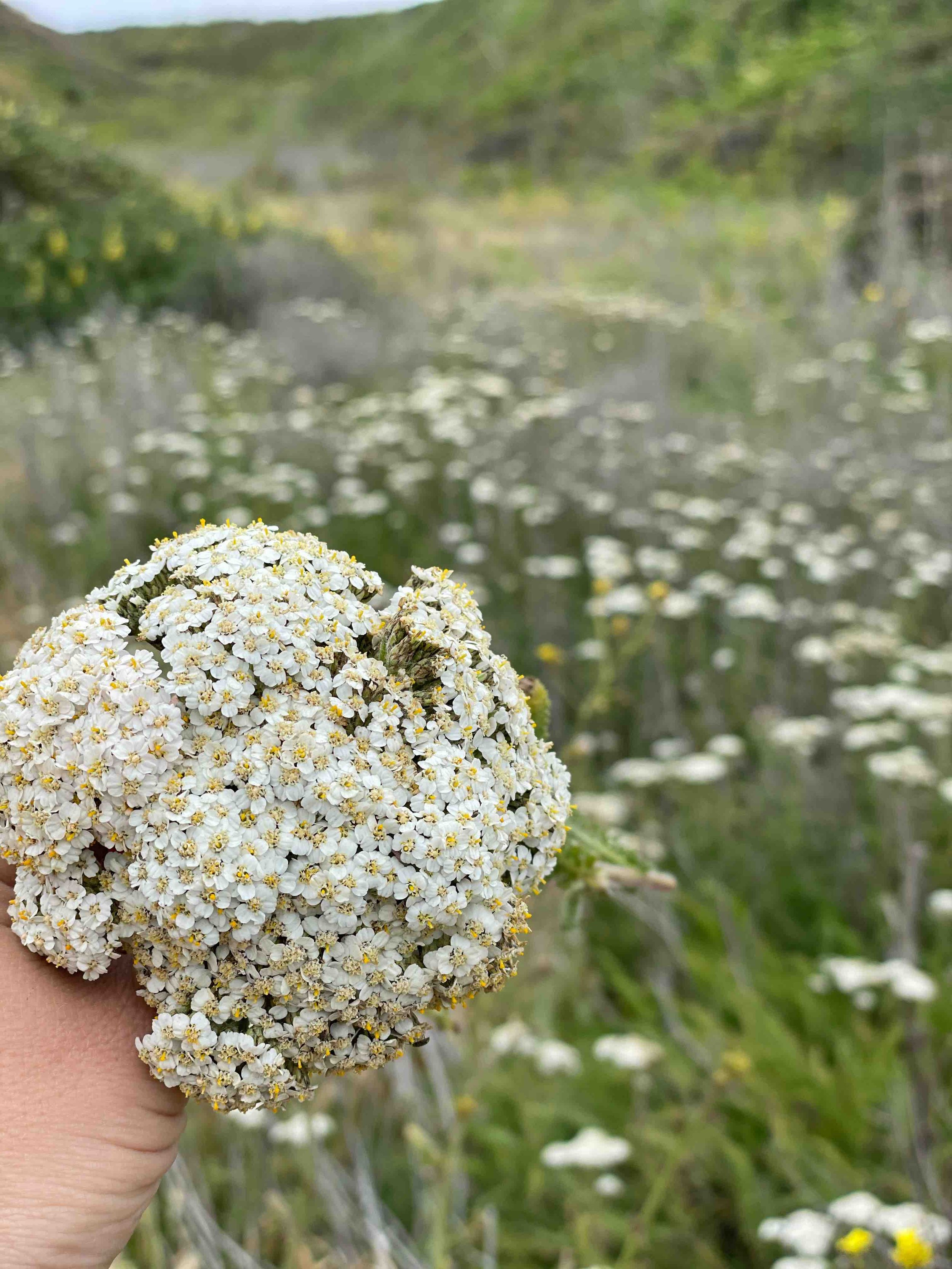 A person's hand holding a cluster of small white flowers with yellow centers, with a blurred green and white flower field in the background.