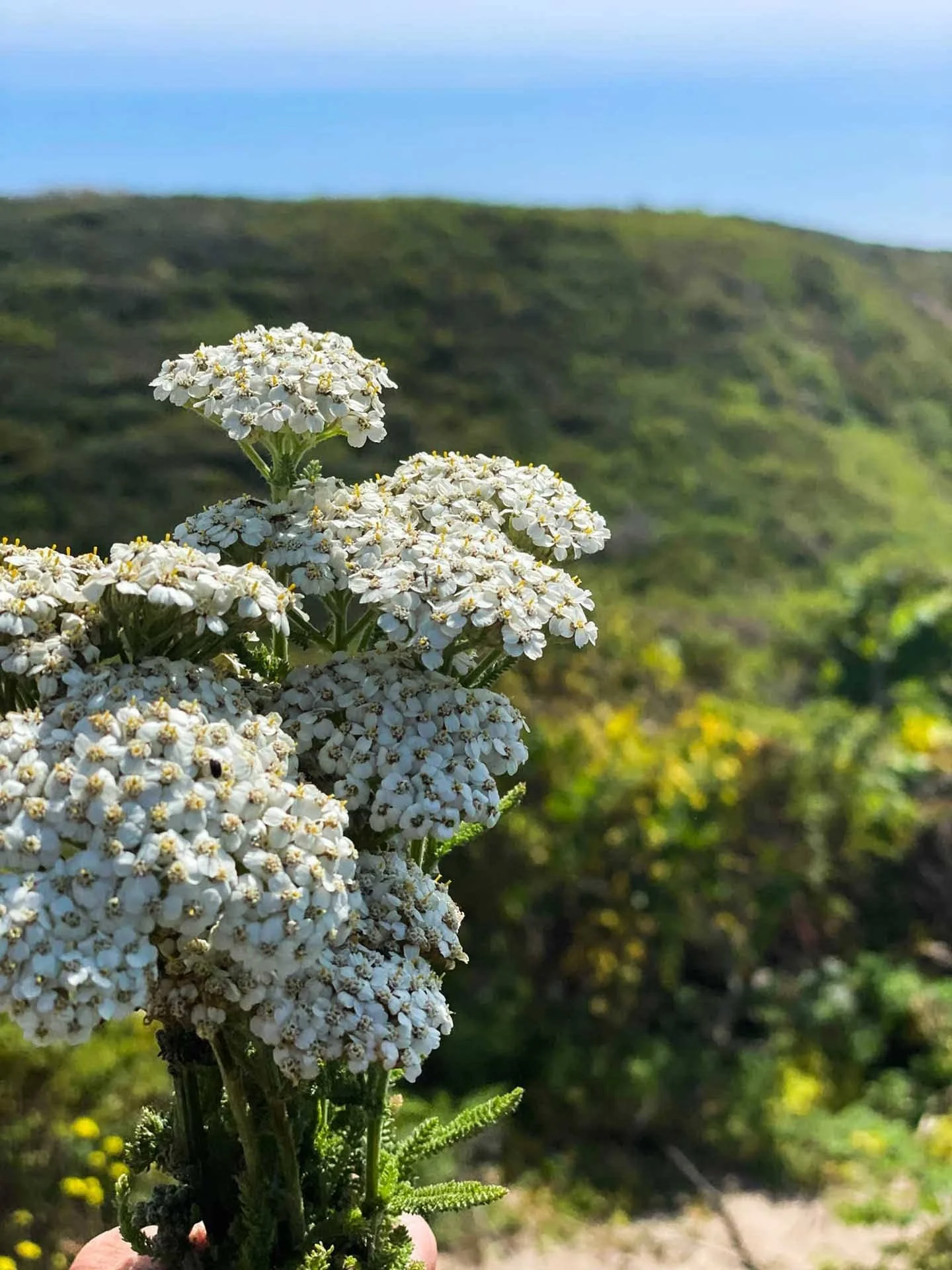 Yarrow Herbal Tincture.jpg