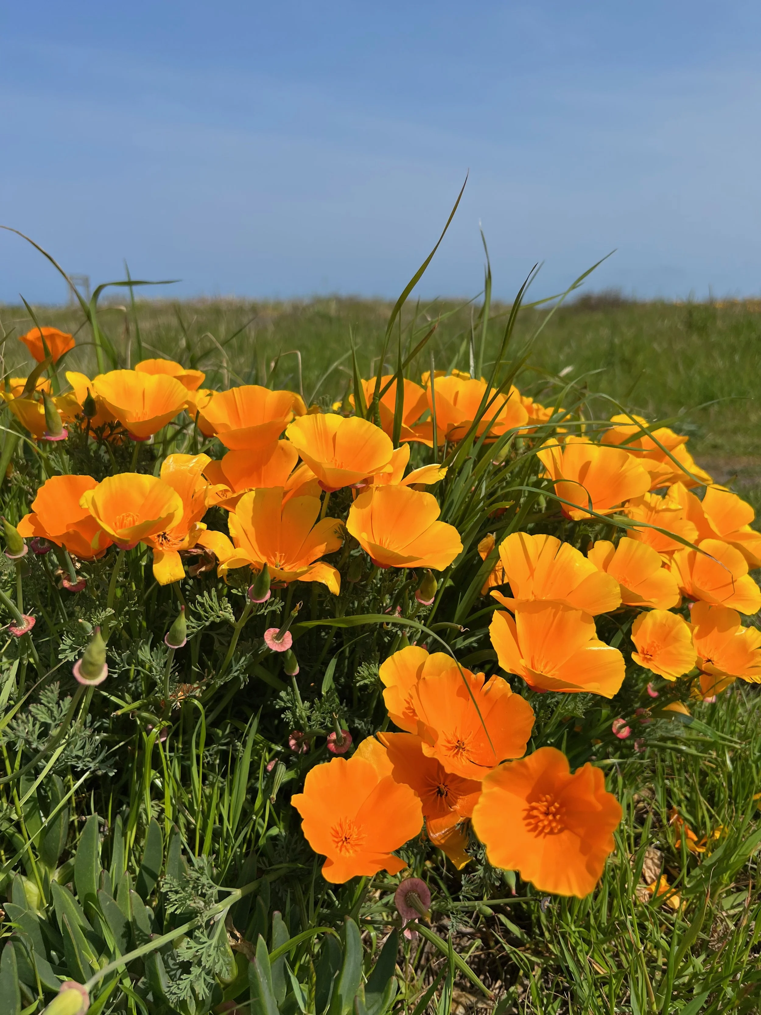 IMG_5923.jpeg