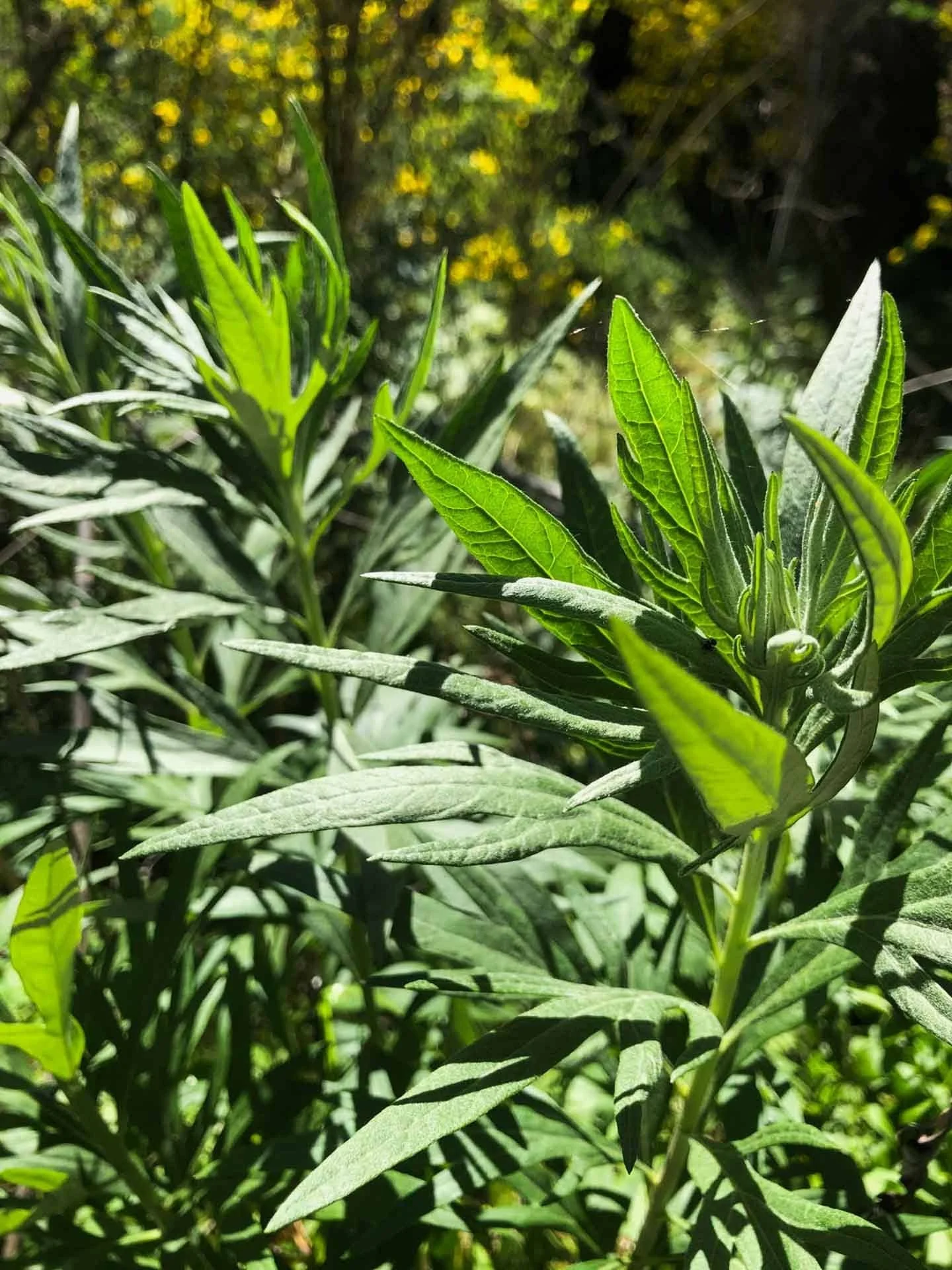 Mugwort Herbal Oil Botanical Body Care.jpg