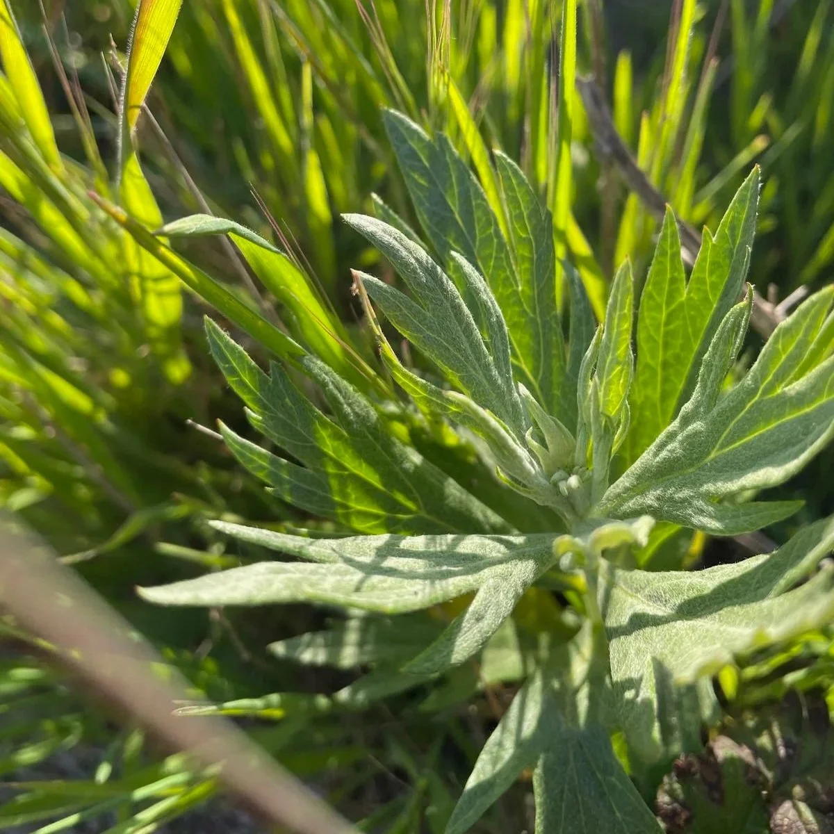 mugwort: dream weaver and womb keeper