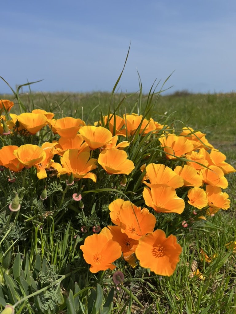 Bright orange poppies and various green grasses grow in a field under a clear blue sky.