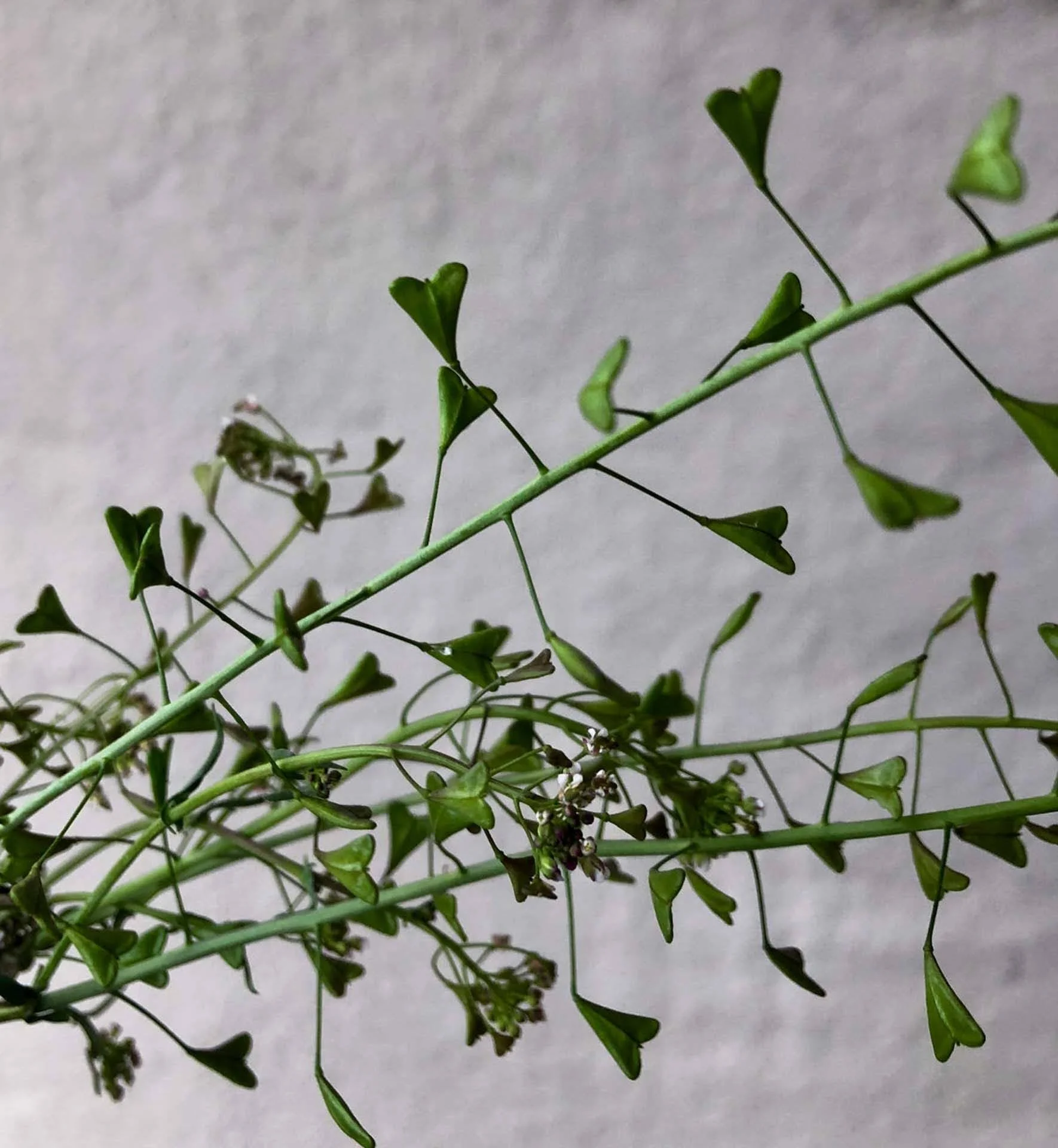 Shepherds Purse Tincture Moon and Honey.jpg
