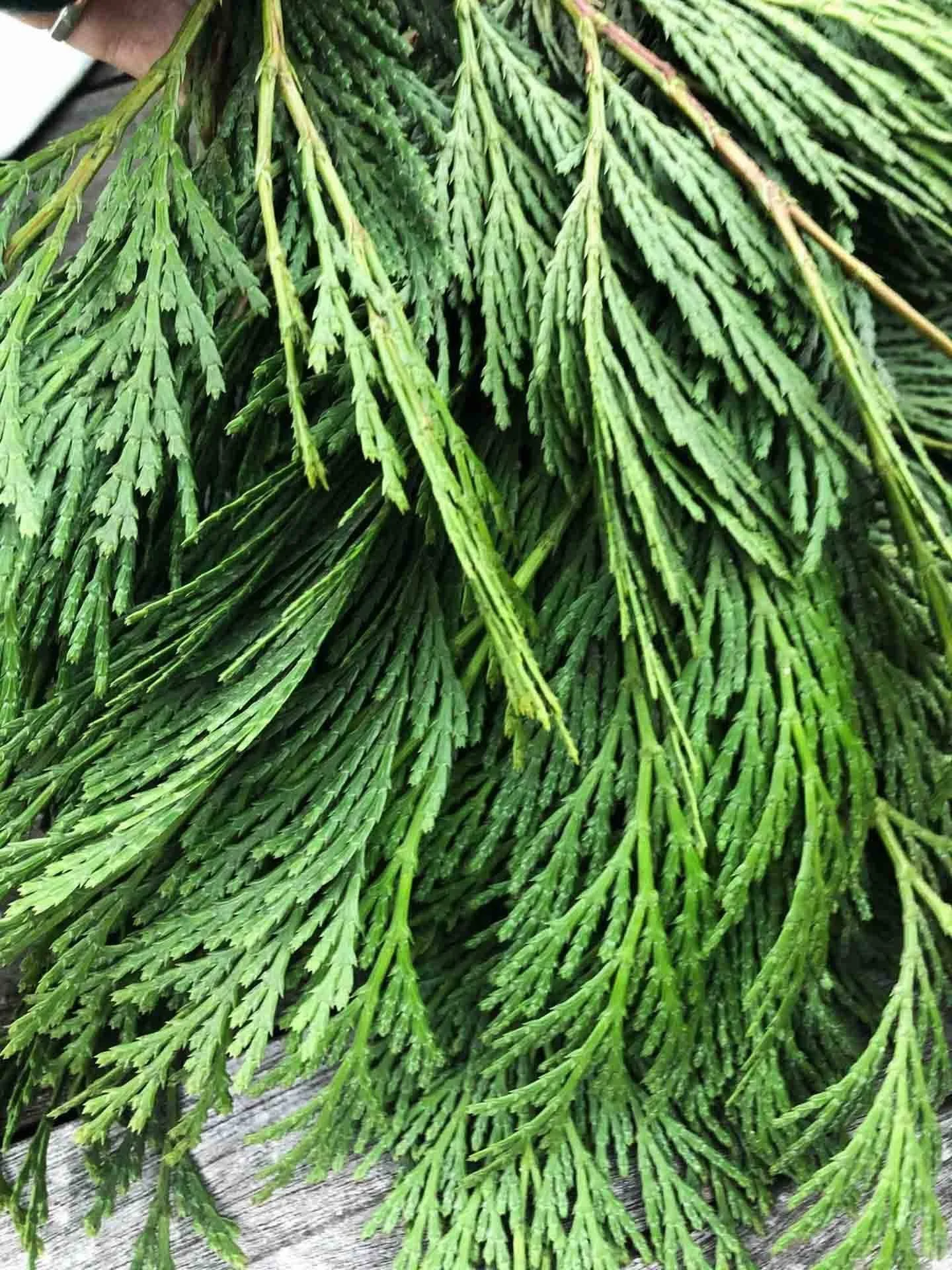Cedar Botanical Body Oil Moon and Honey.jpg