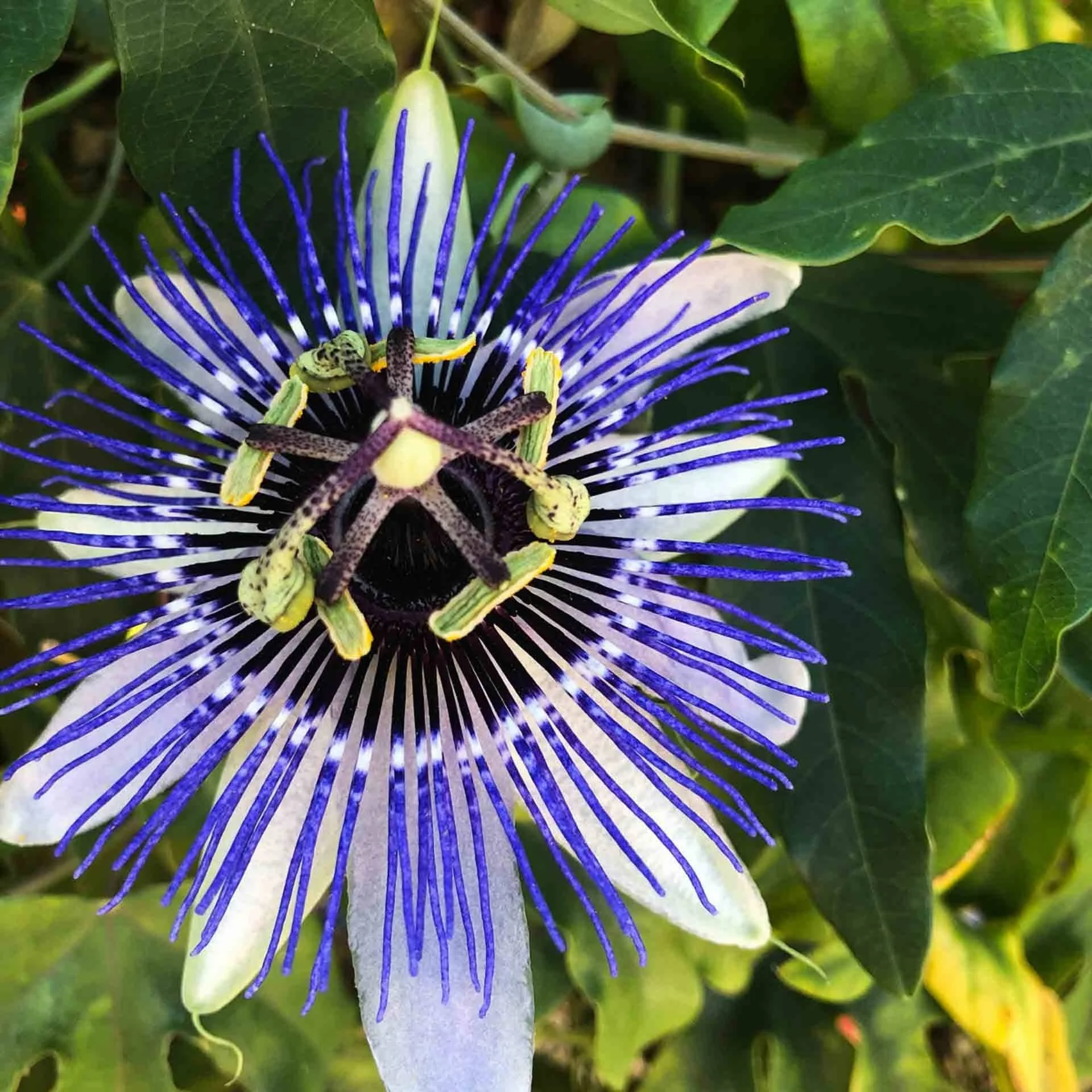 Passionflower Nervous System Support Tincture.jpg
