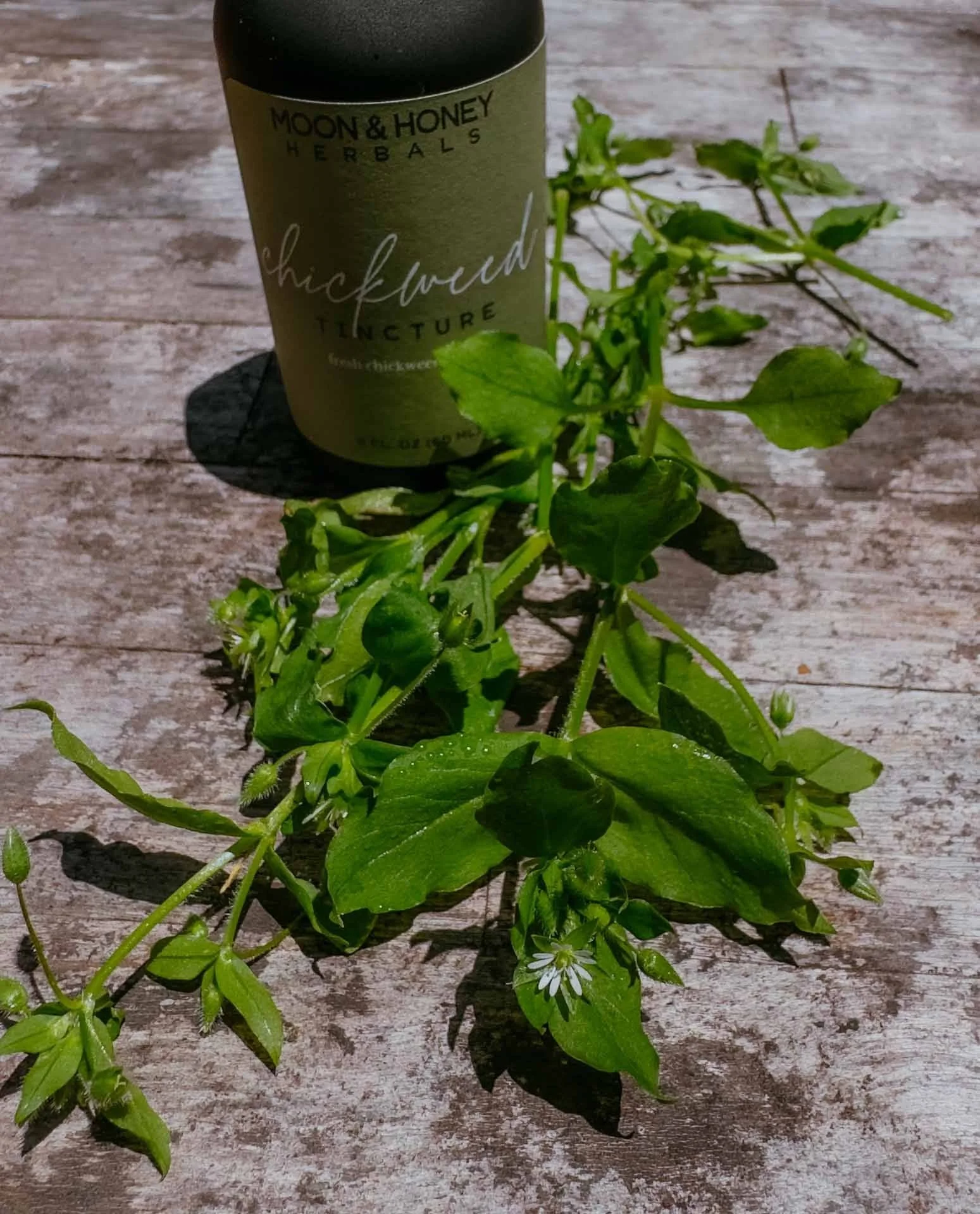 chickweed tincture