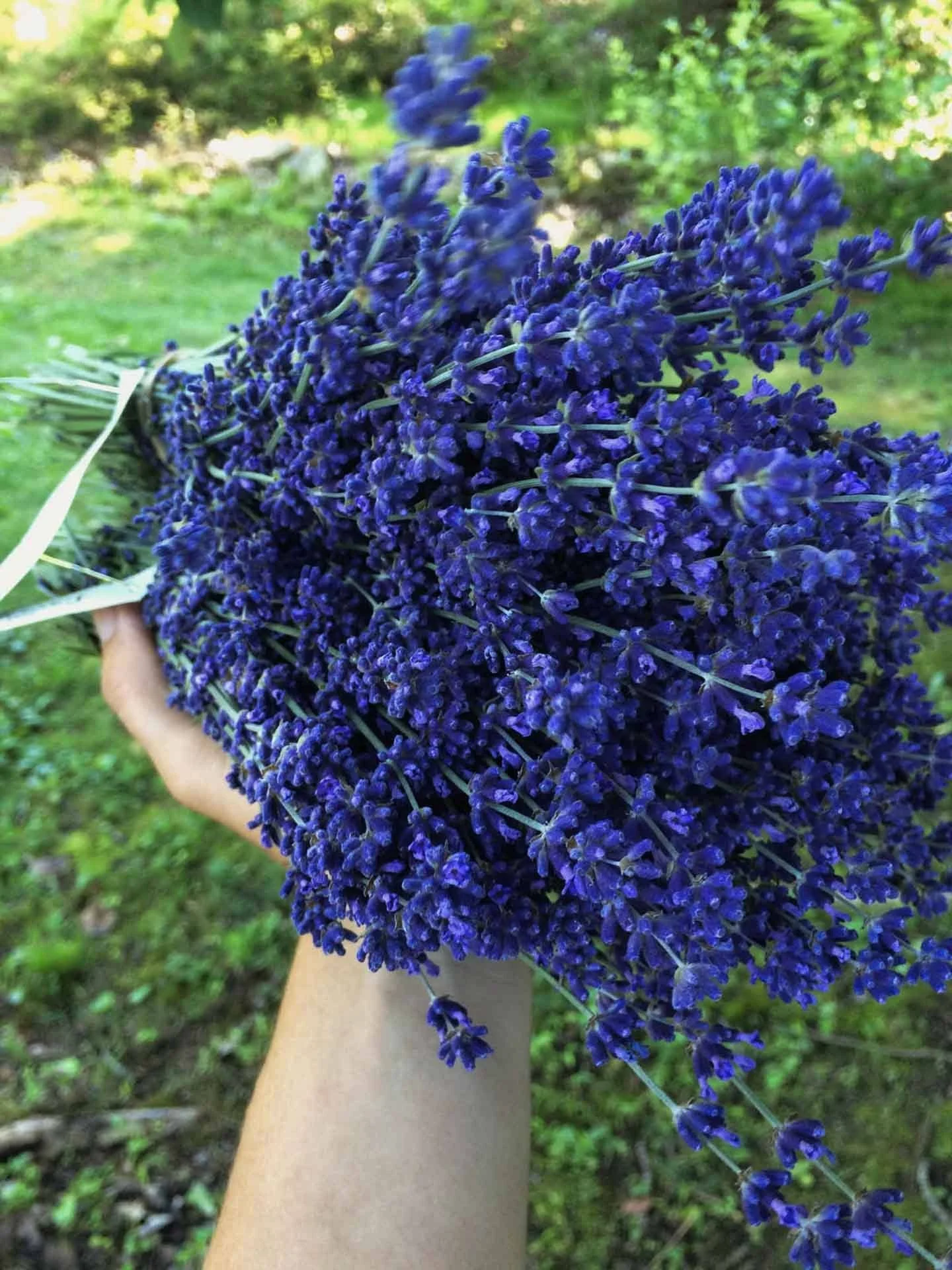 Lavender Herbal Oil for Sensitive Skin.jpg